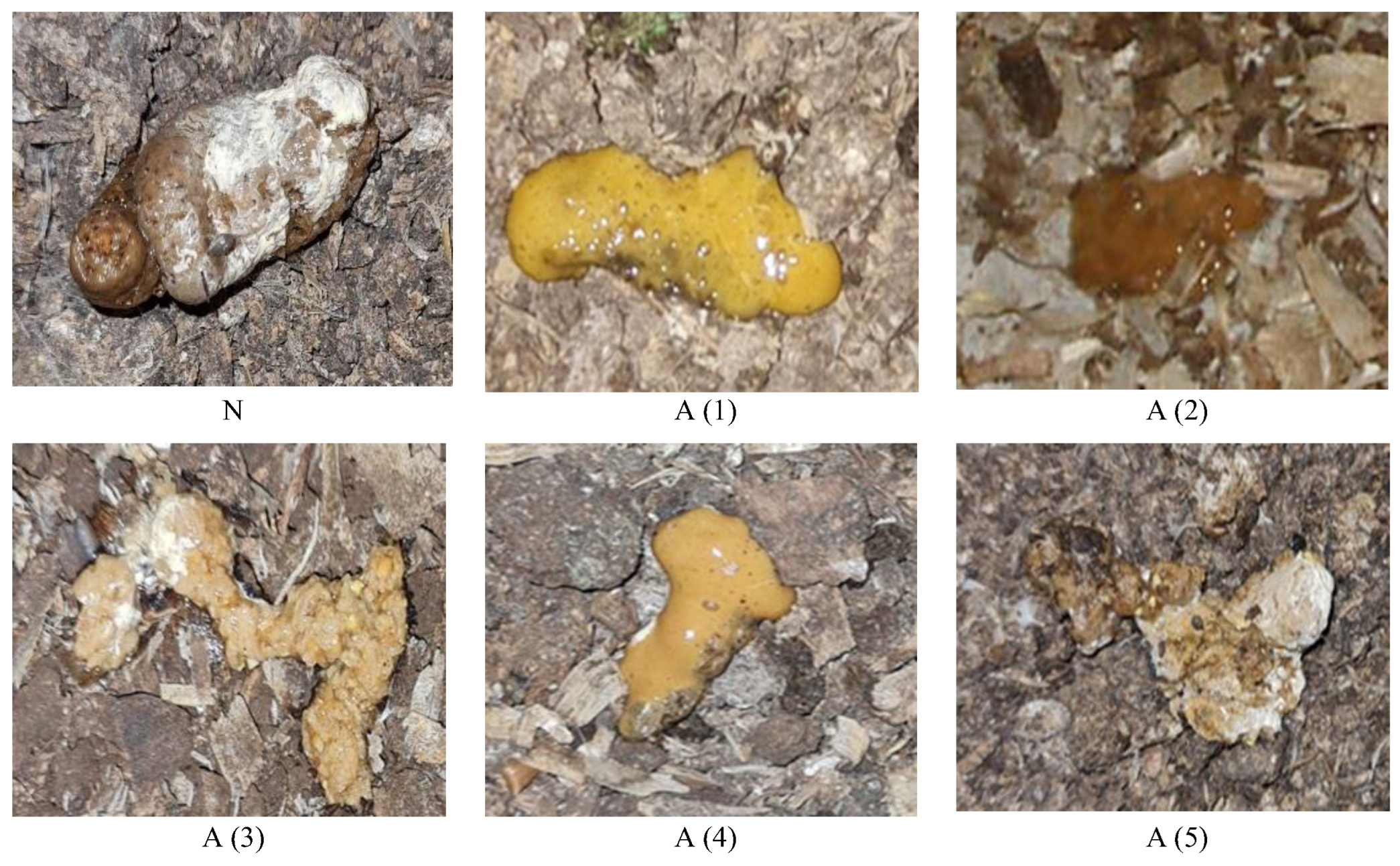 Animals 14 01389 g001