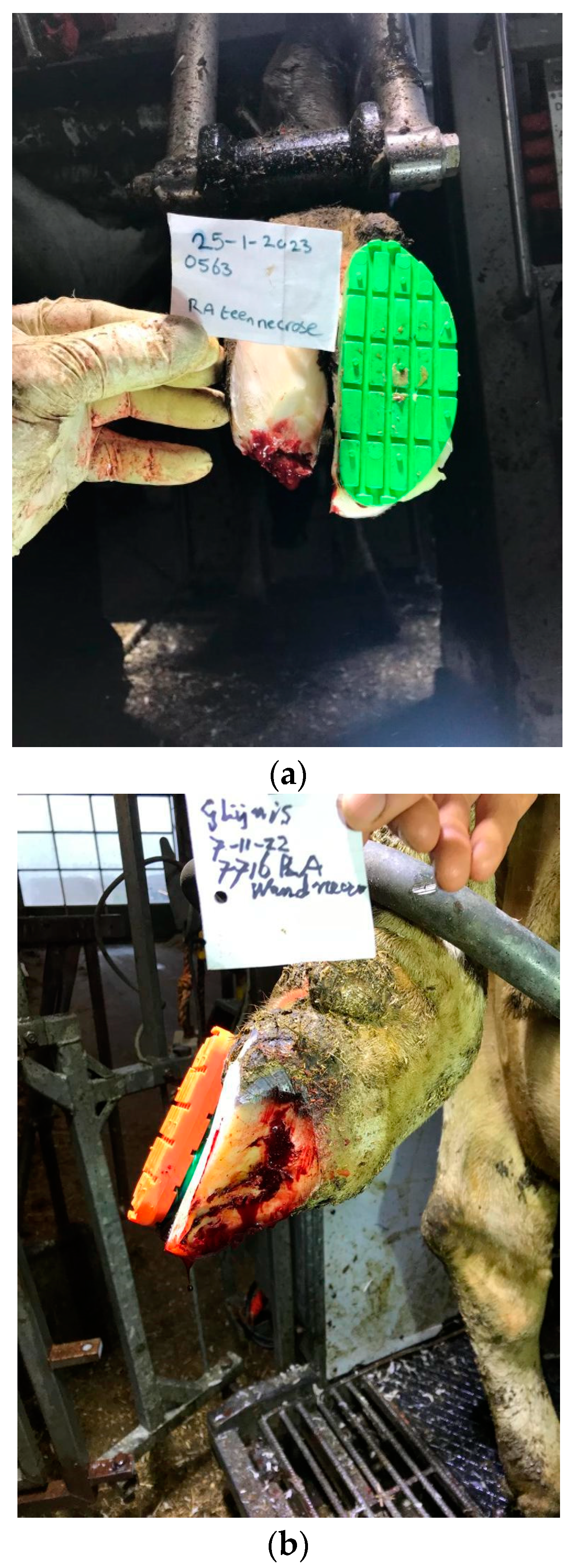 Animals 14 01396 g001