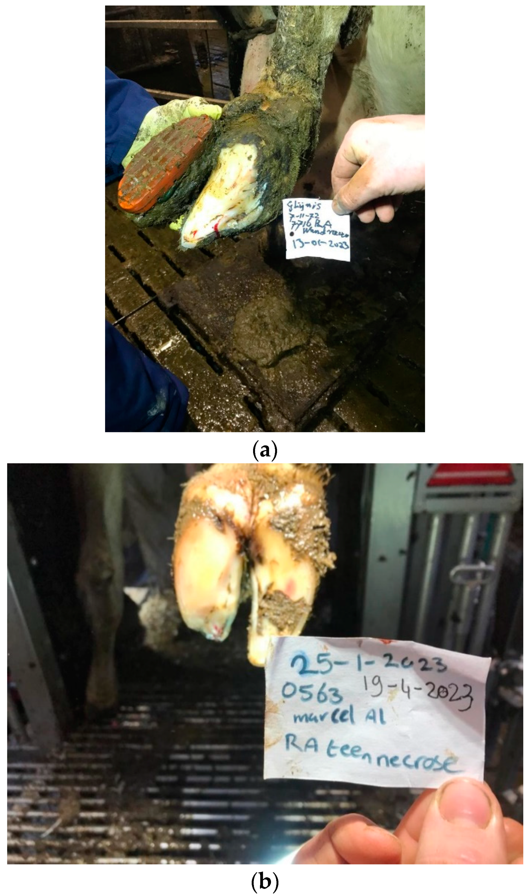 Animals 14 01396 g002