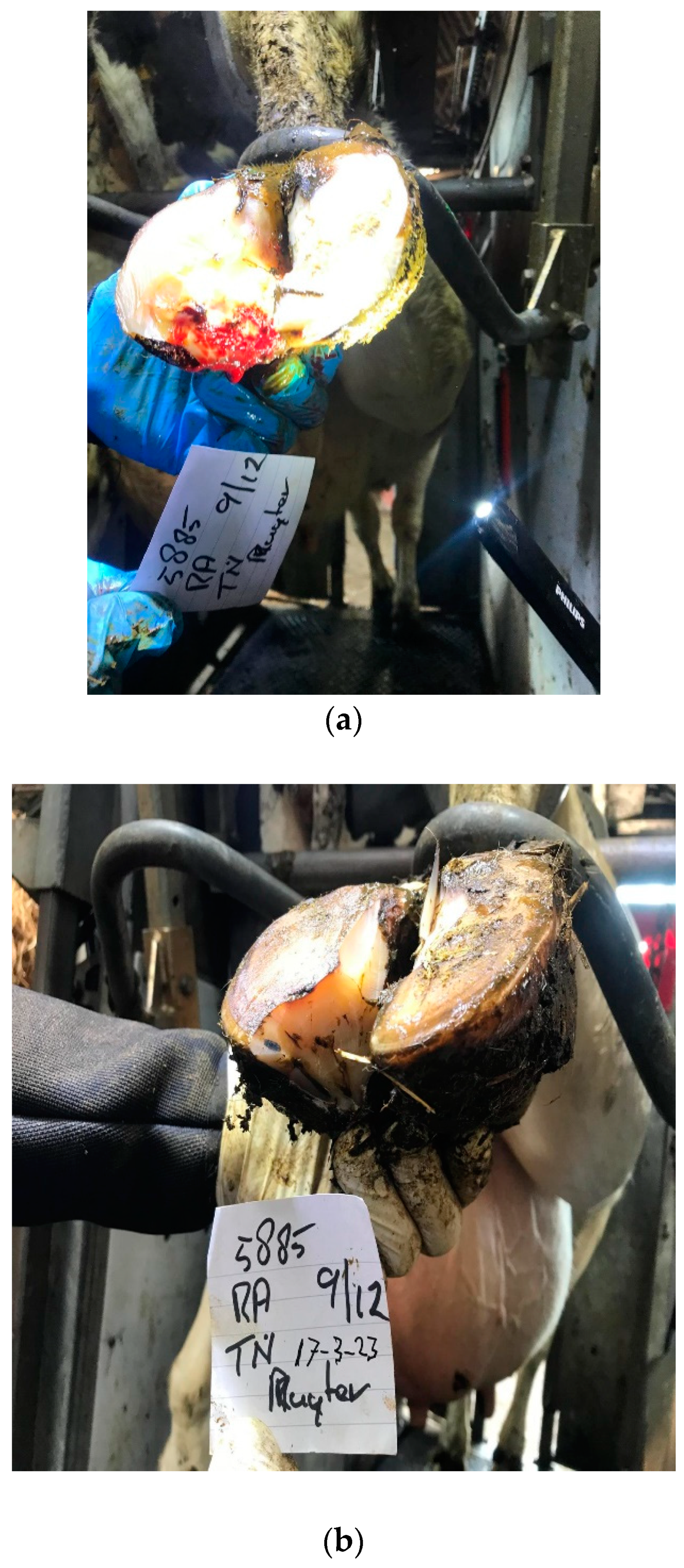 Animals 14 01396 g0a1