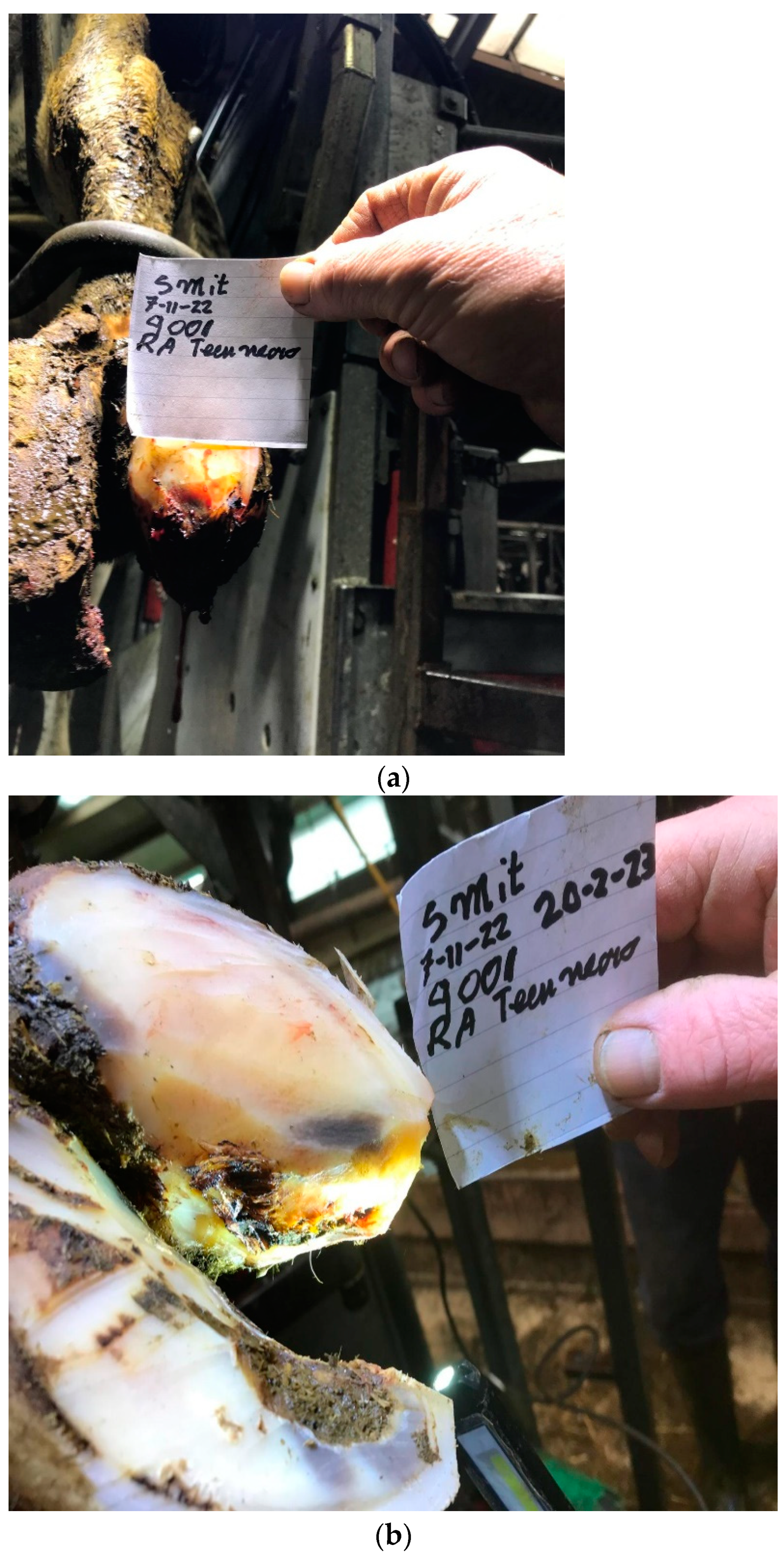 Animals 14 01396 g0a2