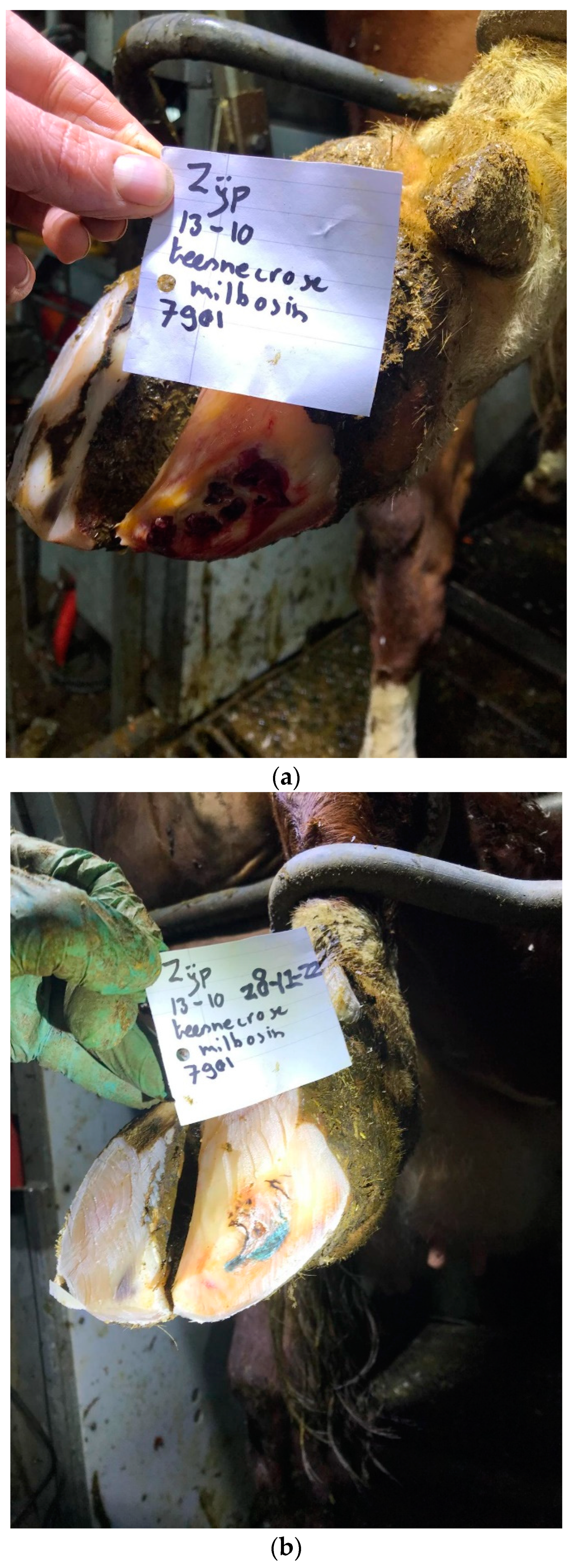 Animals 14 01396 g0a4