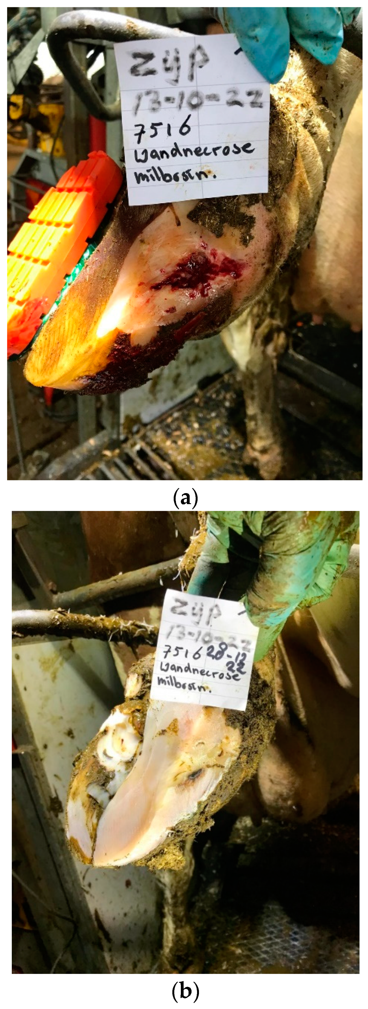 Animals 14 01396 g0a7