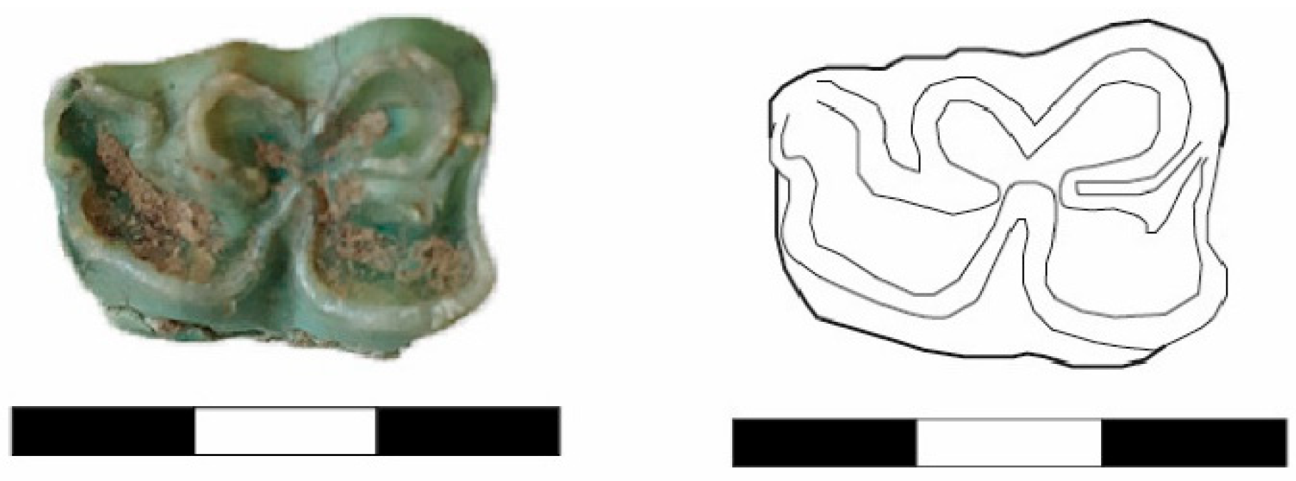 Animals 14 01397 g006