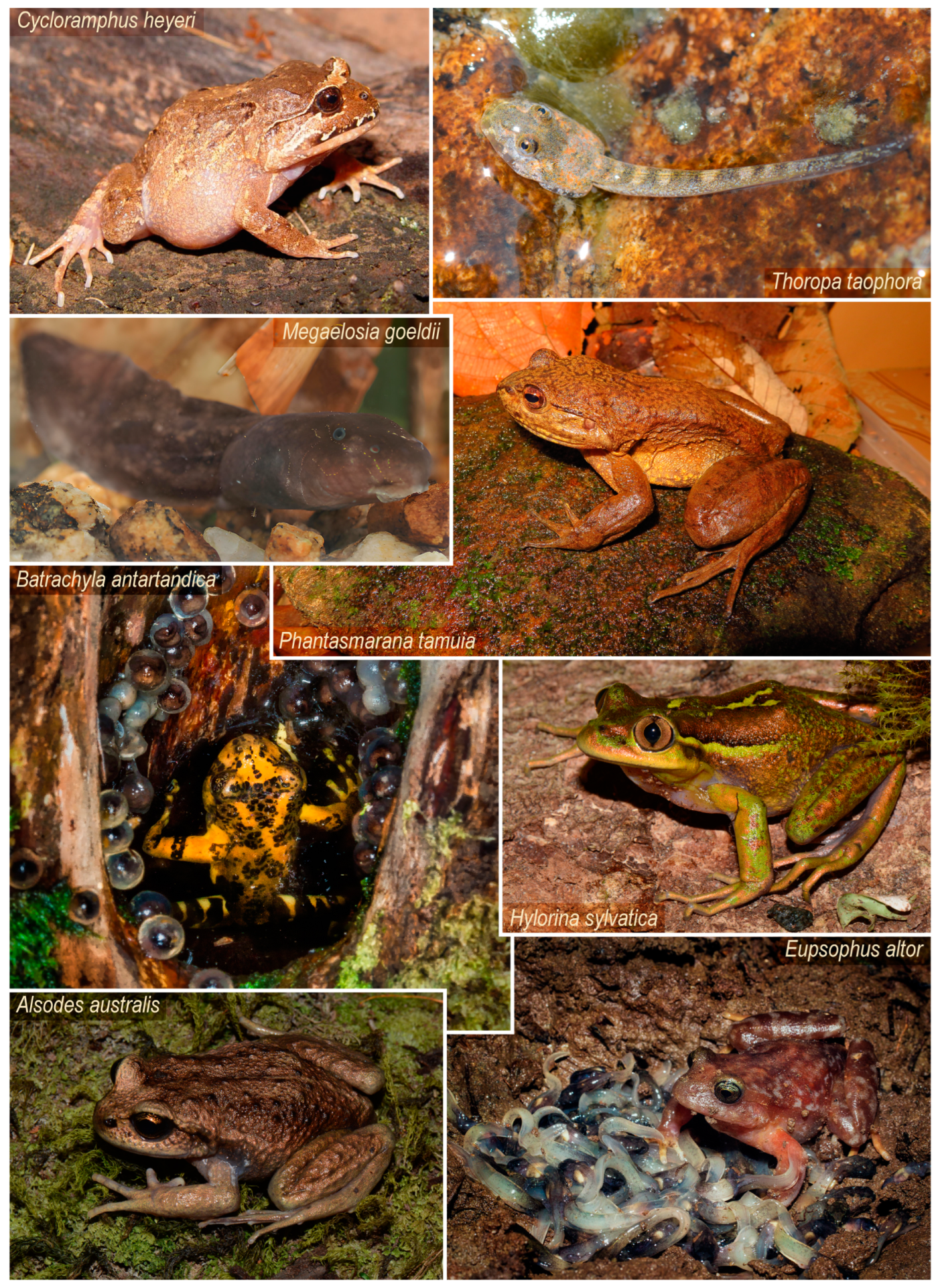 Shape Evolution in Two Acts: Morphological Diversity of Larval and 