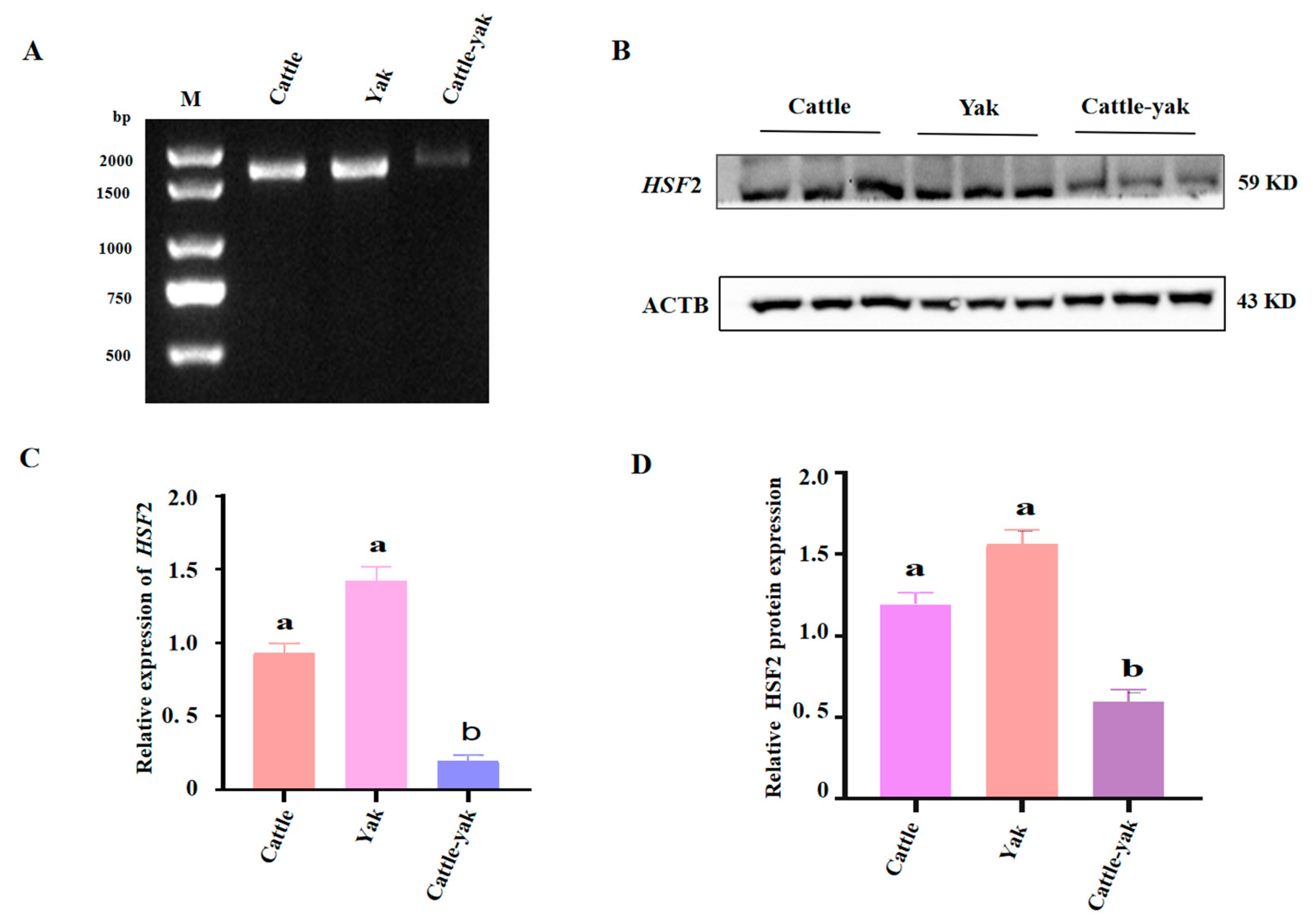 Animals 14 01410 g005