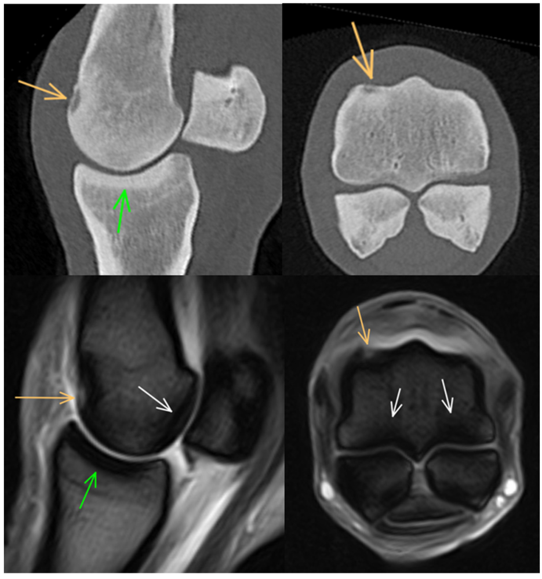 Animals 14 01417 g004