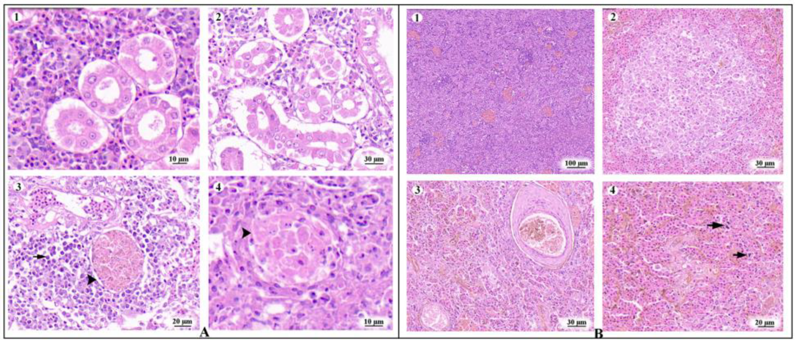 Animals 14 01427 g001