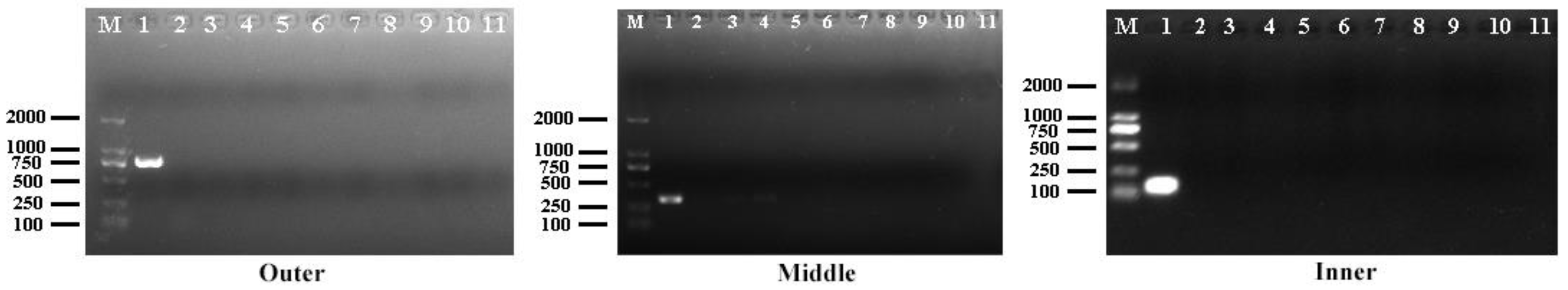 Animals 14 01427 g002