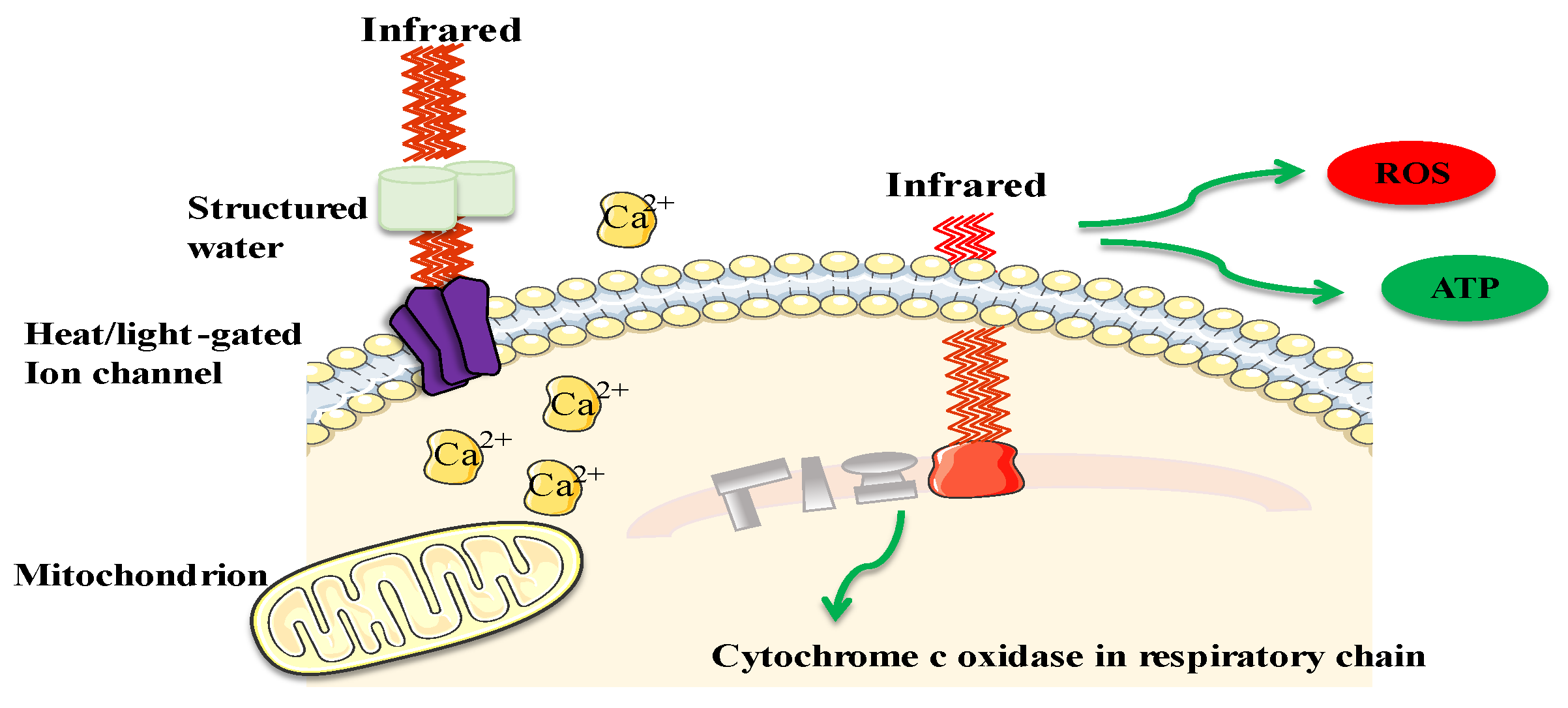 Animals 14 01431 g002 Animals 14 01431 g002