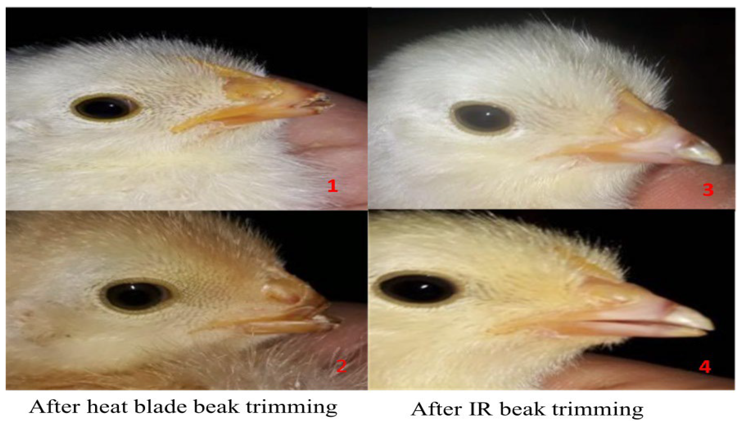 Animals 14 01431 g005 Animals 14 01431 g005