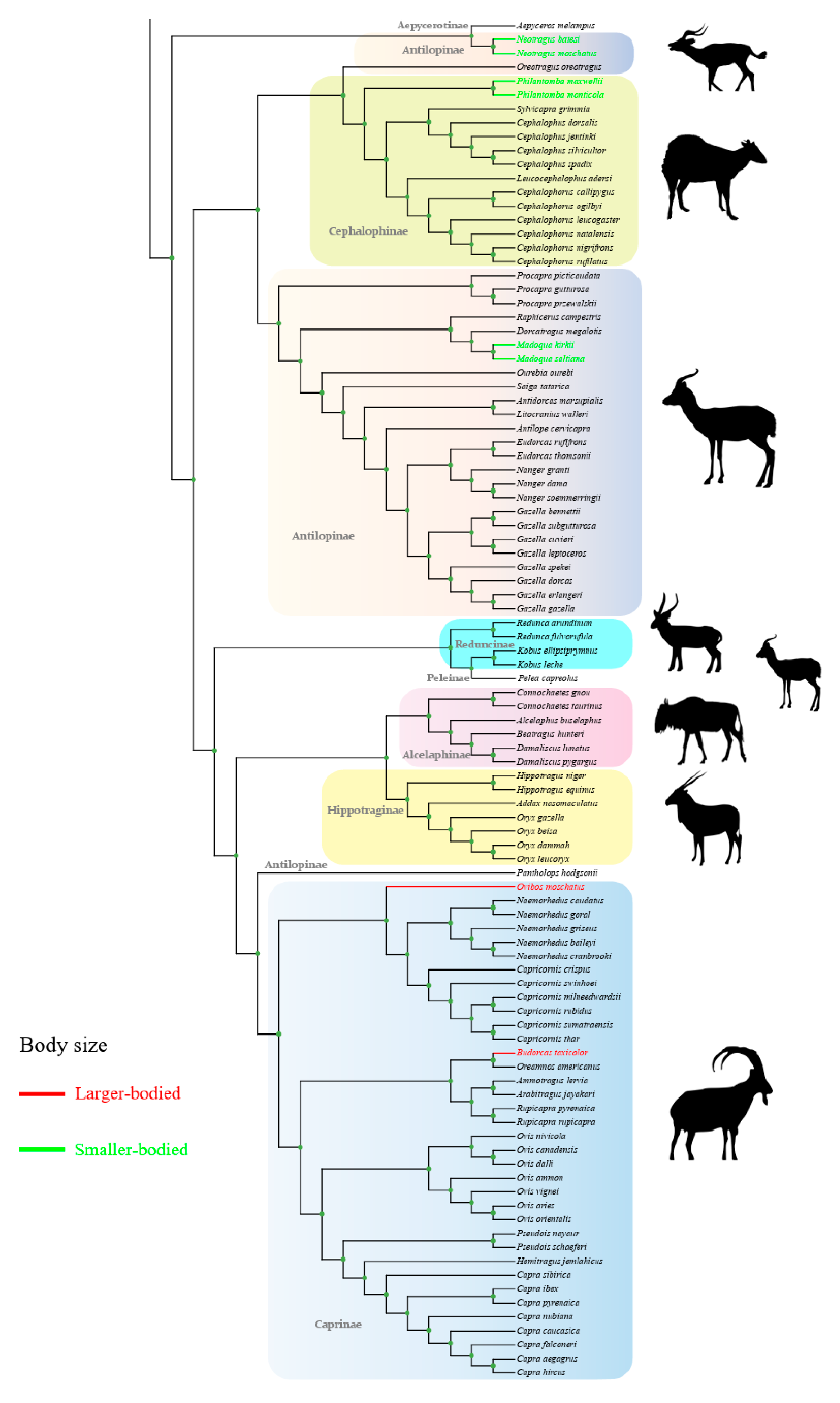 Animals 14 01434 g001b Animals 14 01434 g001b