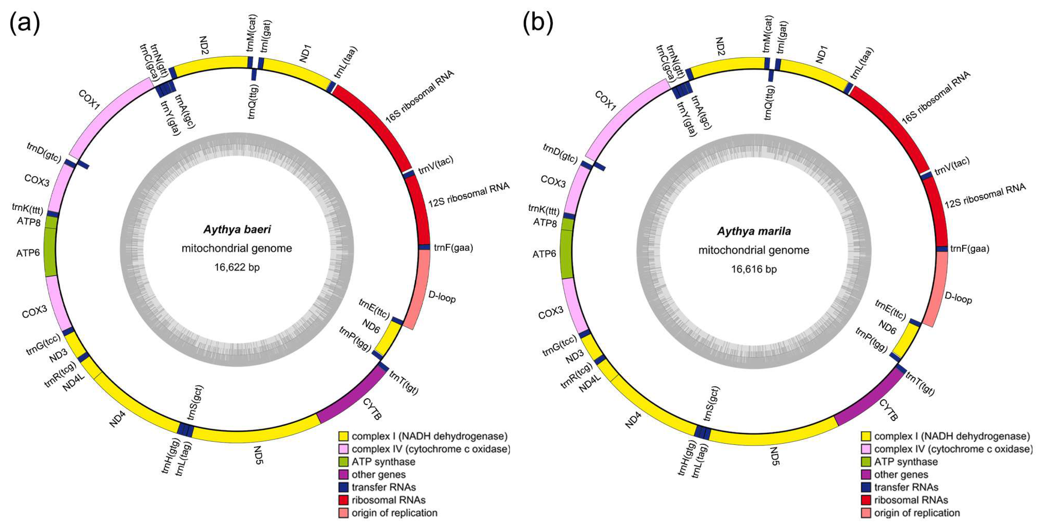 Animals 14 01437 g001