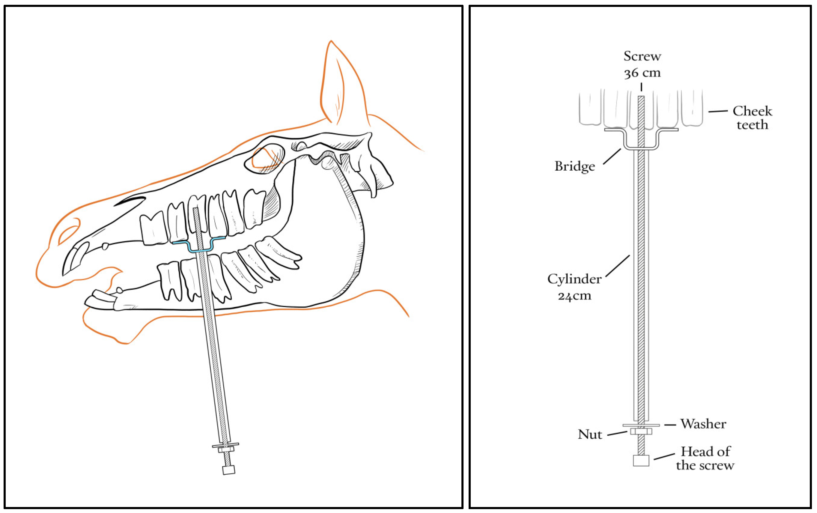Animals 14 01439 g002