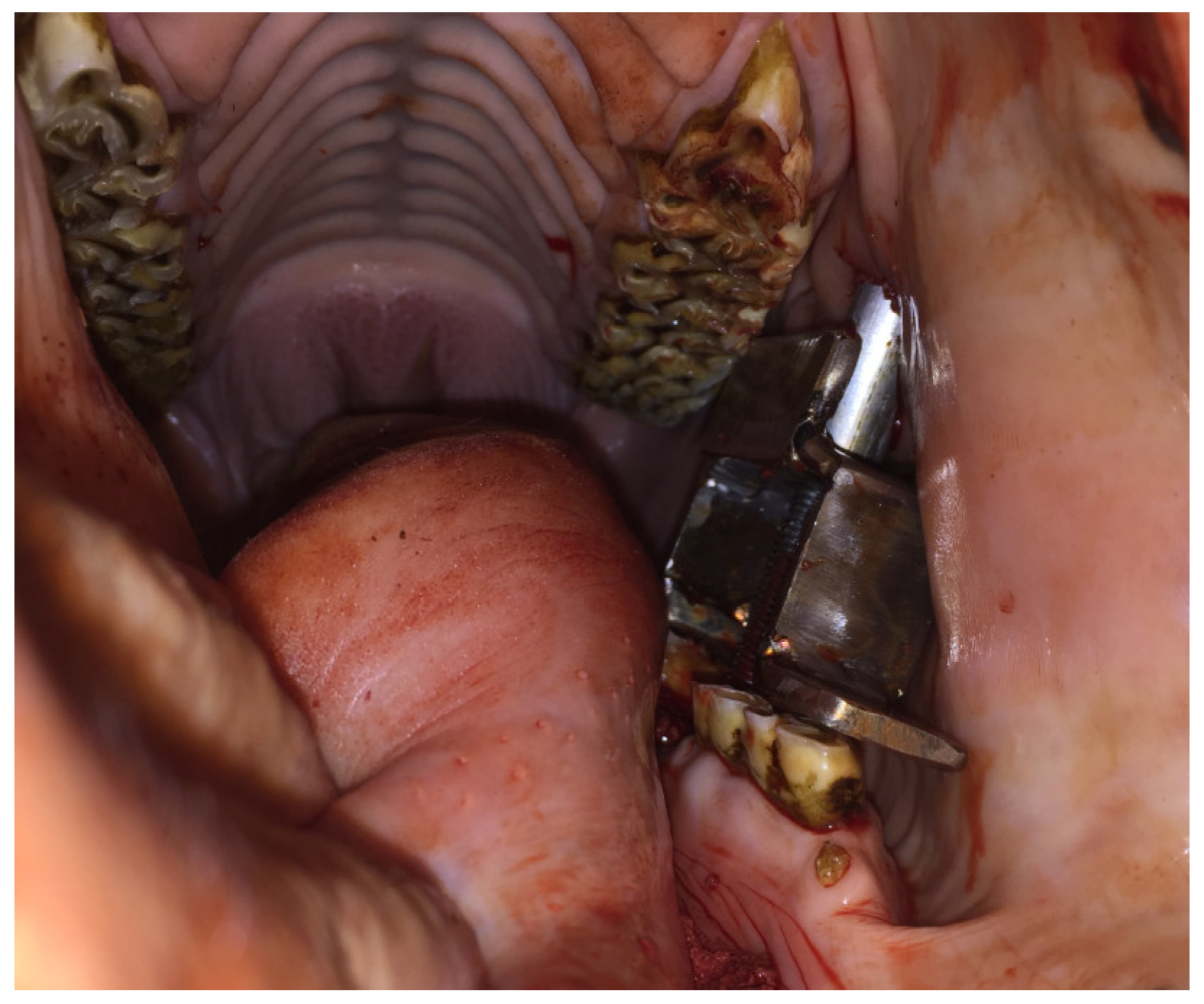 Animals 14 01439 g004