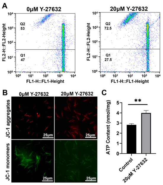 Positive In Vitro Effect of ROCK Pathway Inhibitor Y-27632 on