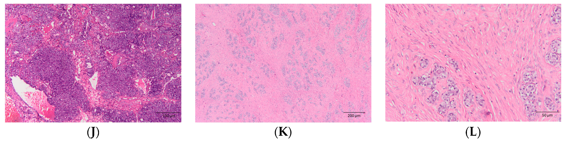 Animals 14 01469 g003b Animals 14 01469 g003b