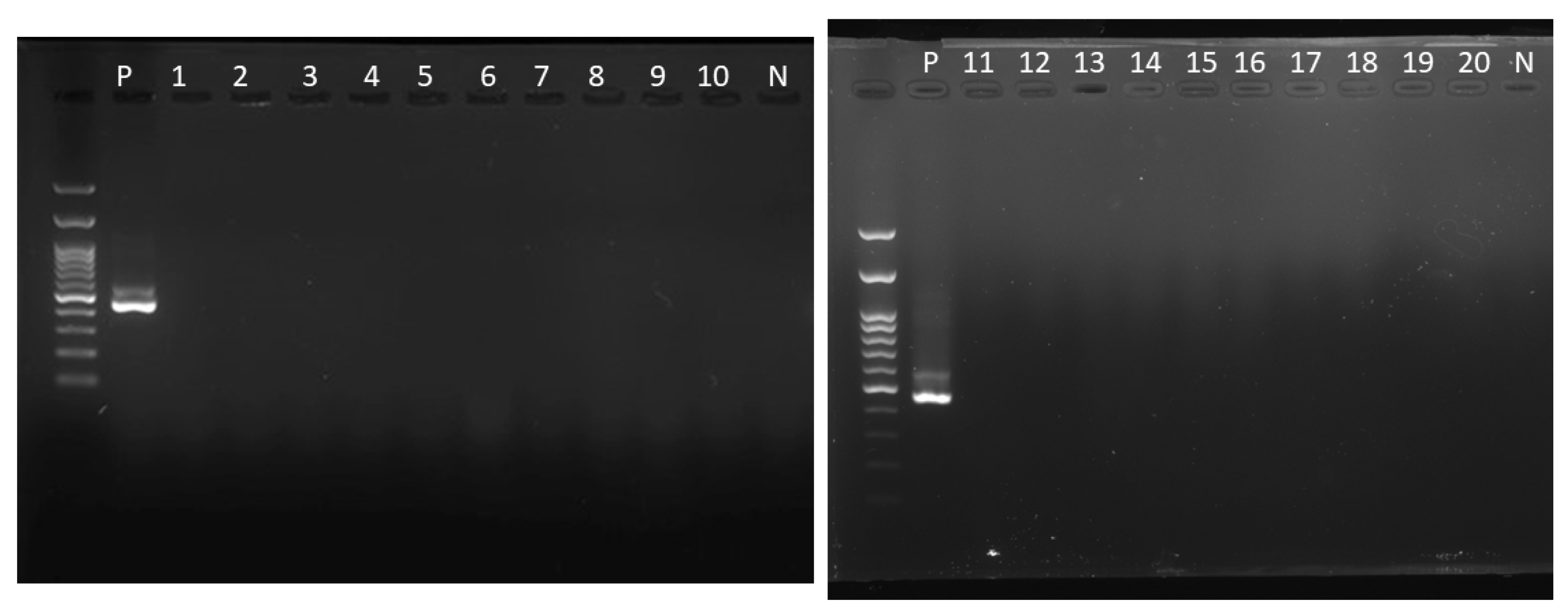 Animals 14 01469 g004 Animals 14 01469 g004