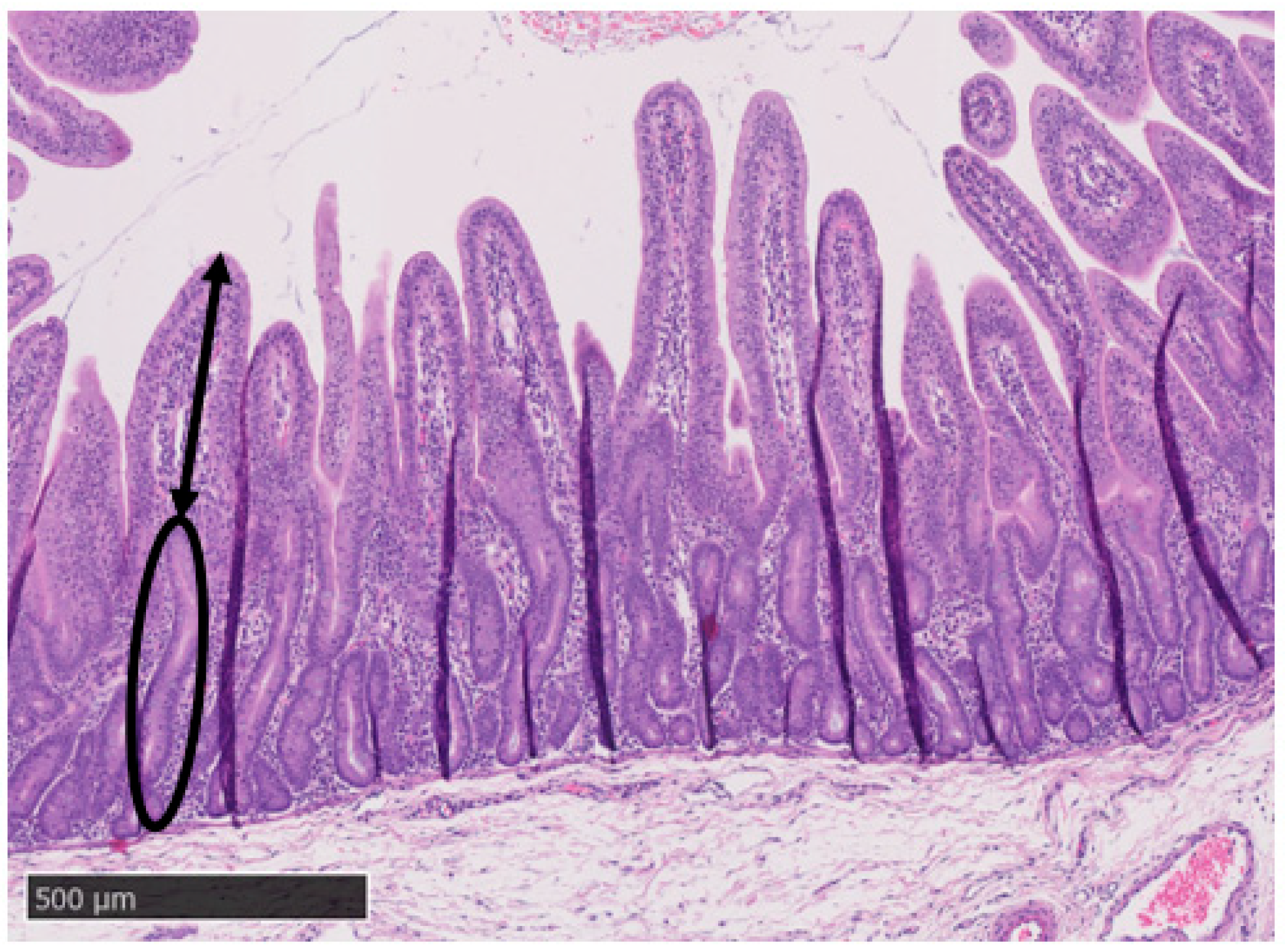 Animals 14 01472 g004 Animals 14 01472 g004