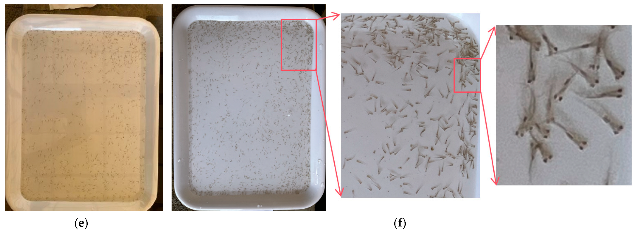 Animals 14 01490 g002b