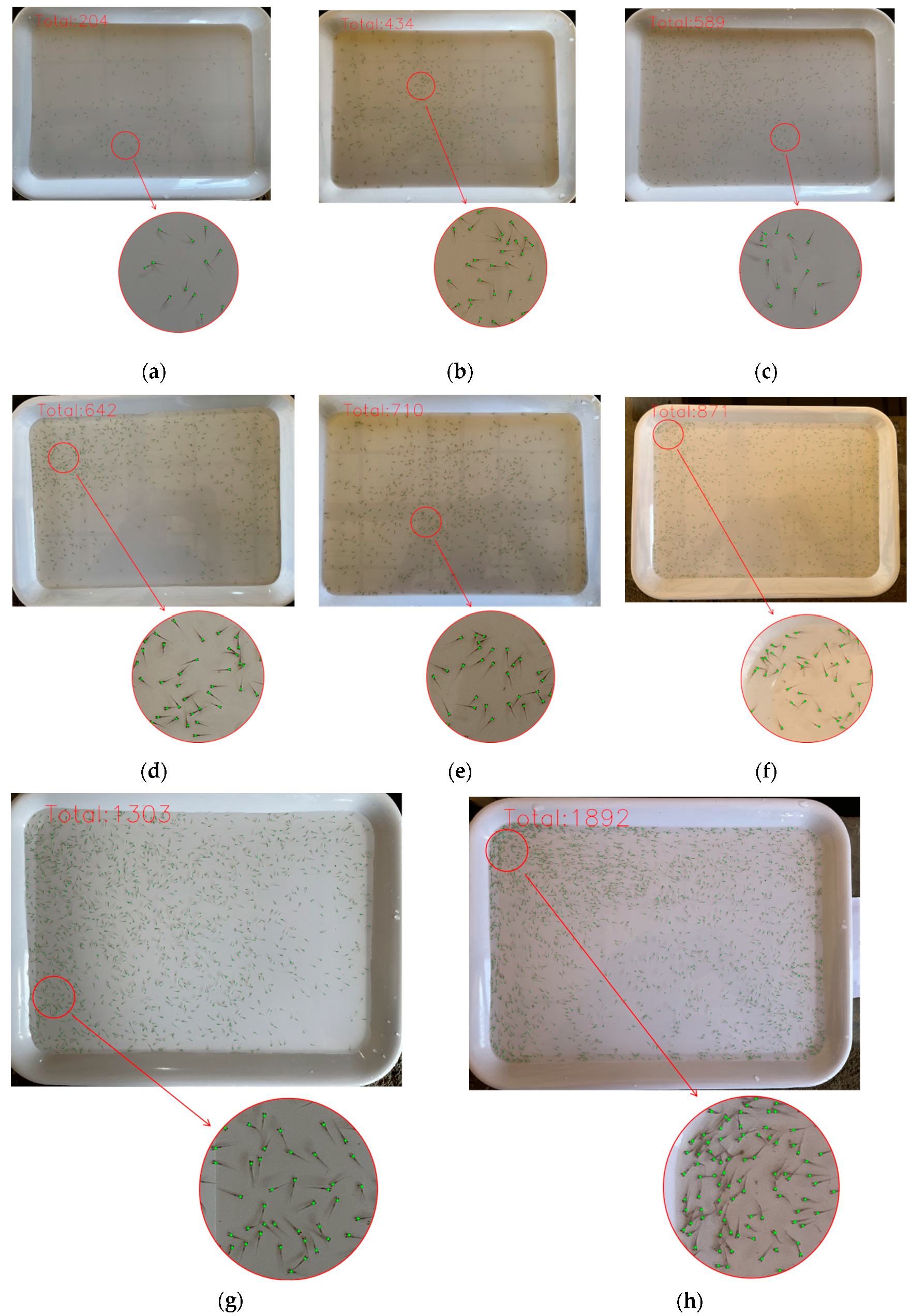 Animals 14 01490 g006