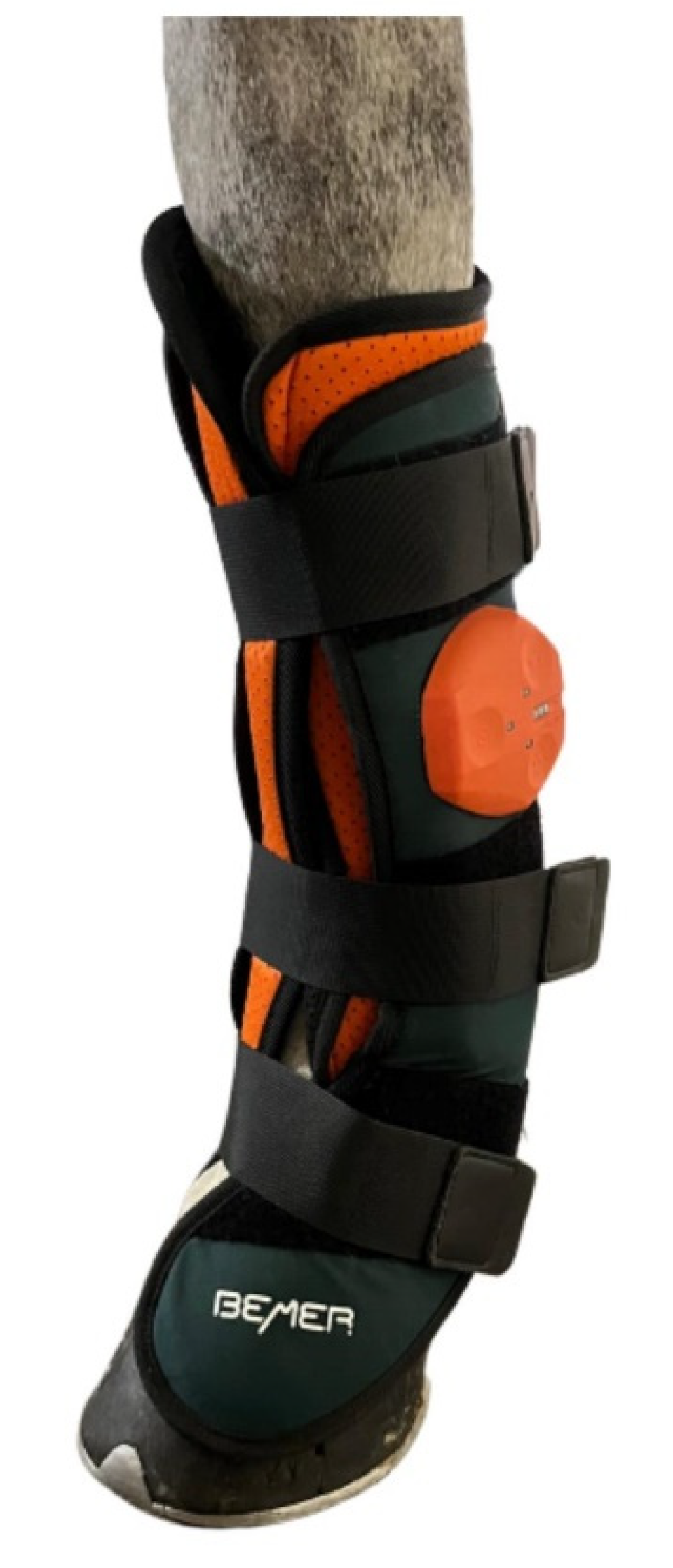 Animals 14 01538 g001