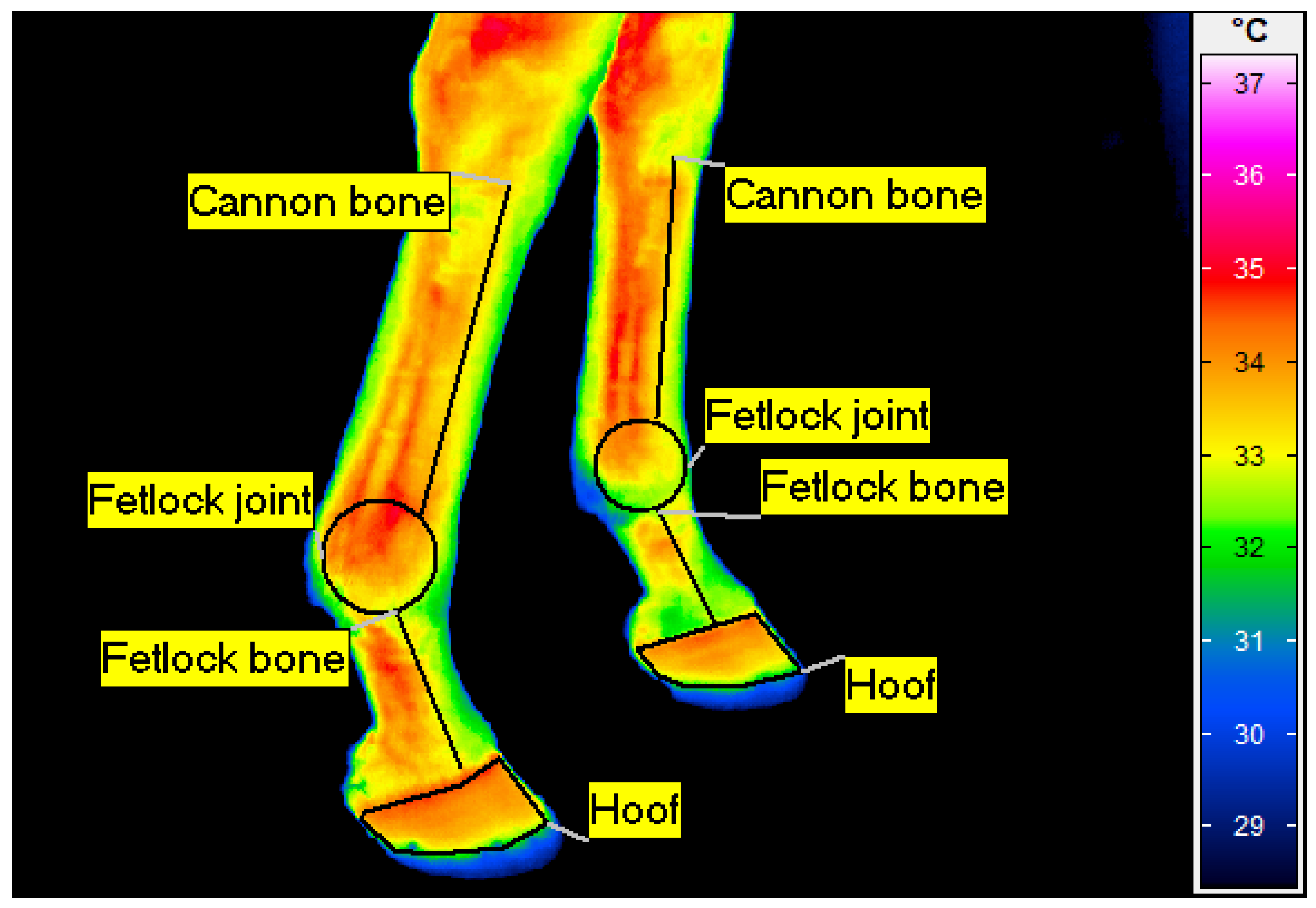 Animals 14 01538 g002