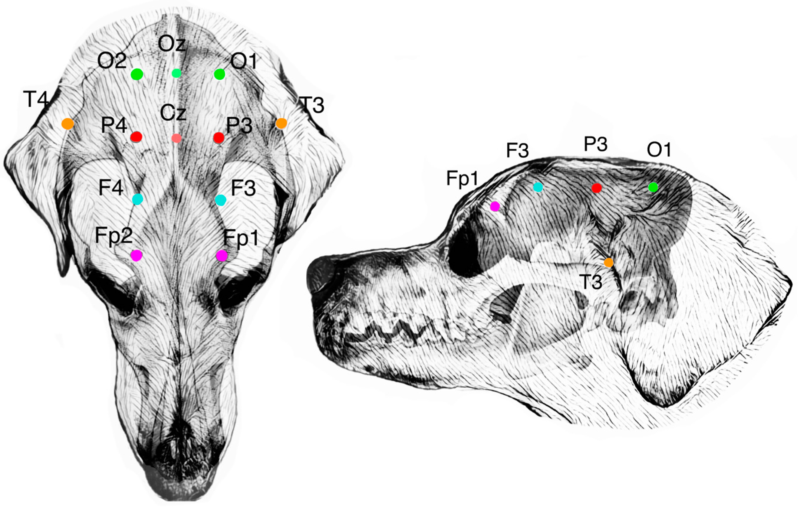 Animals 14 01539 g001