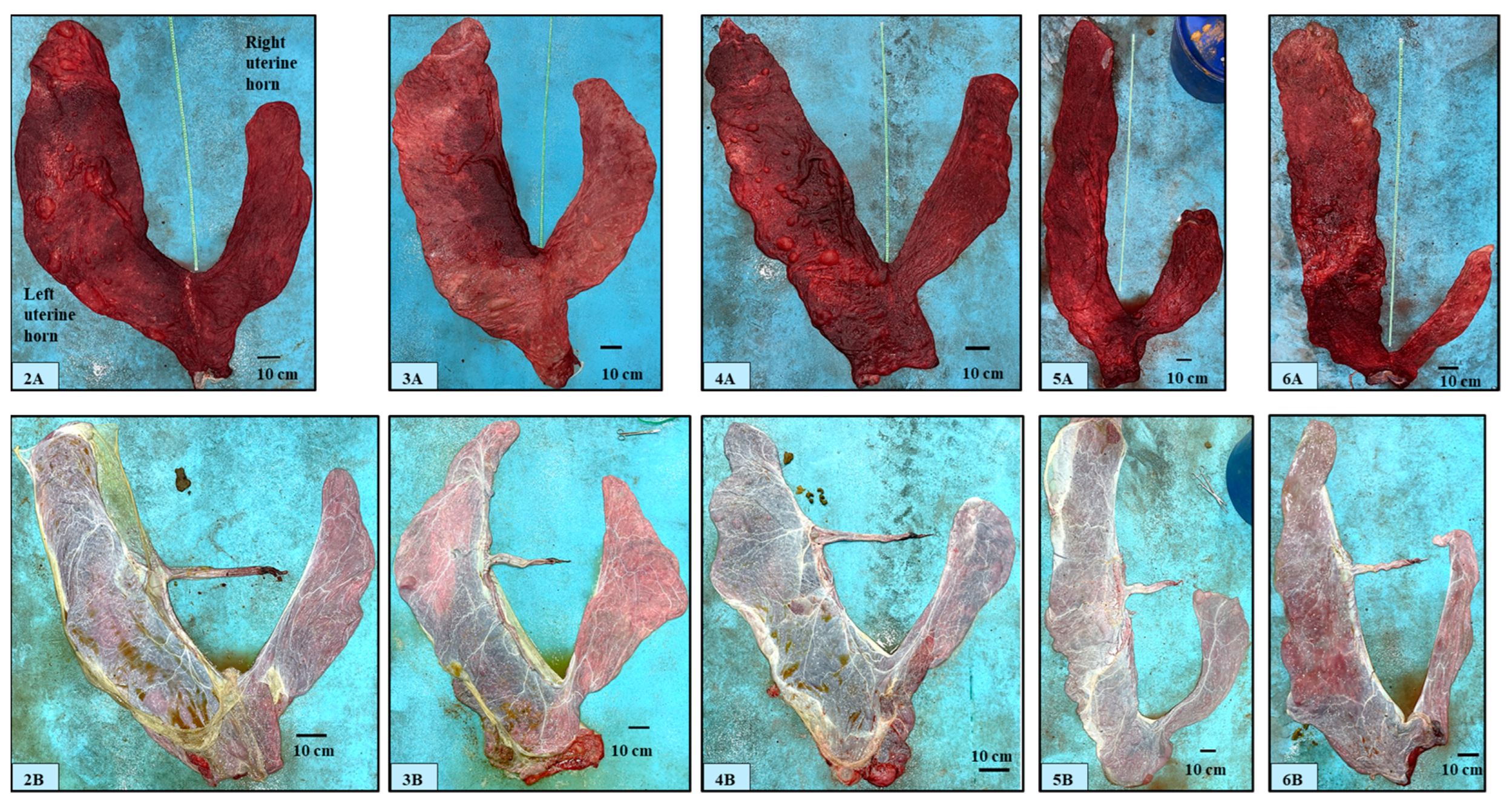 Animals 14 01553 g002