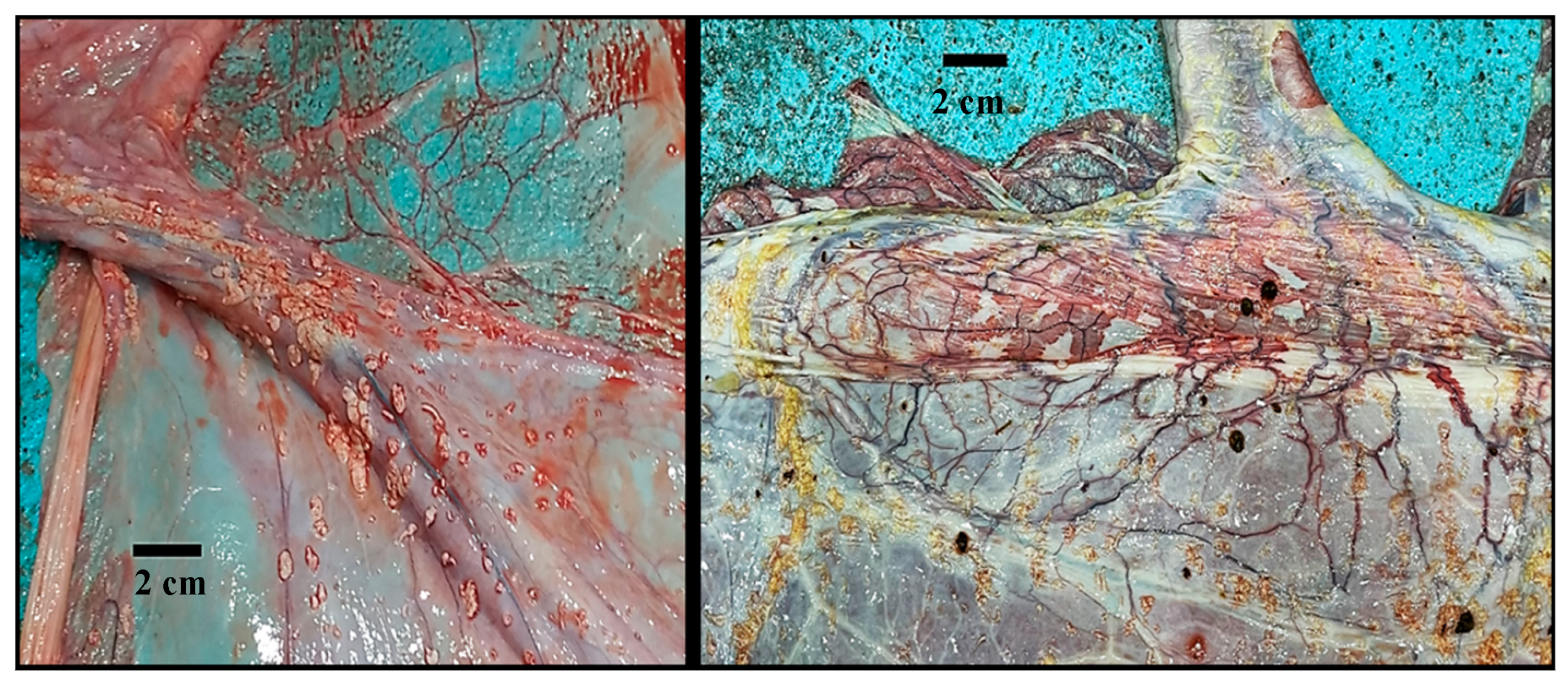 Animals 14 01553 g003