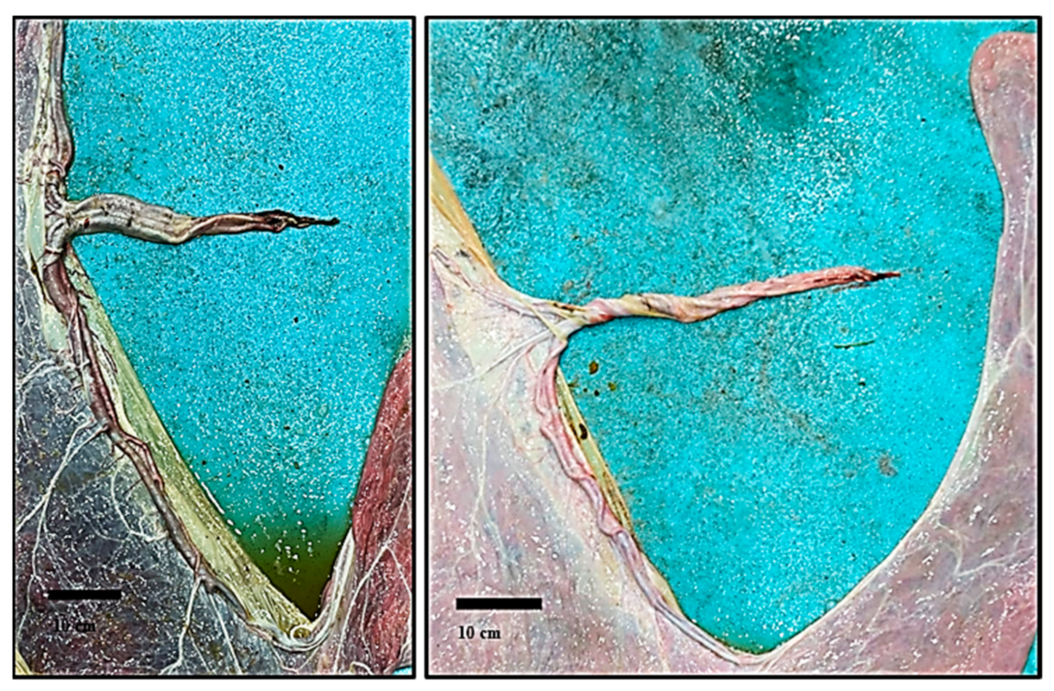 Animals 14 01553 g005