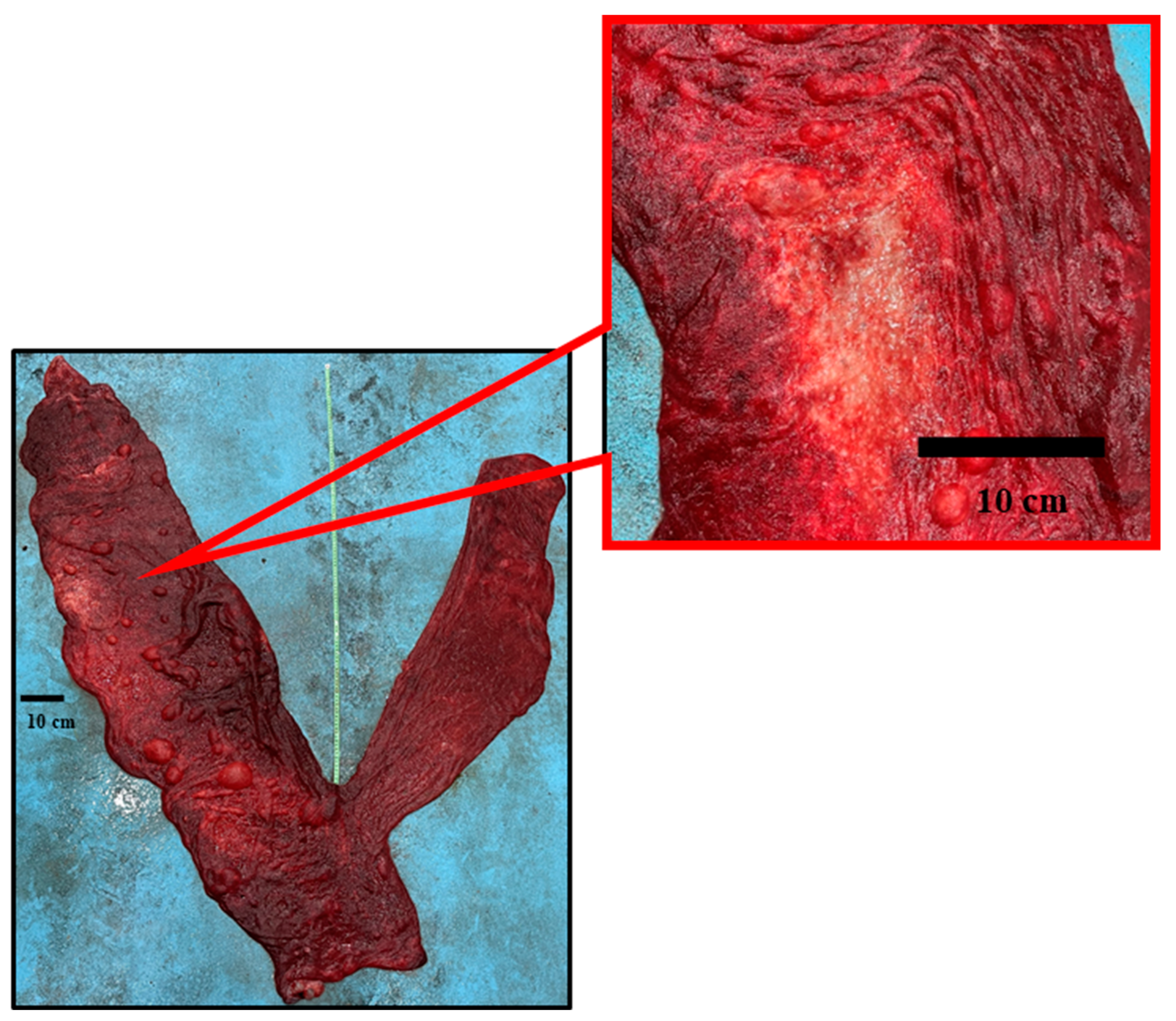 Animals 14 01553 g006