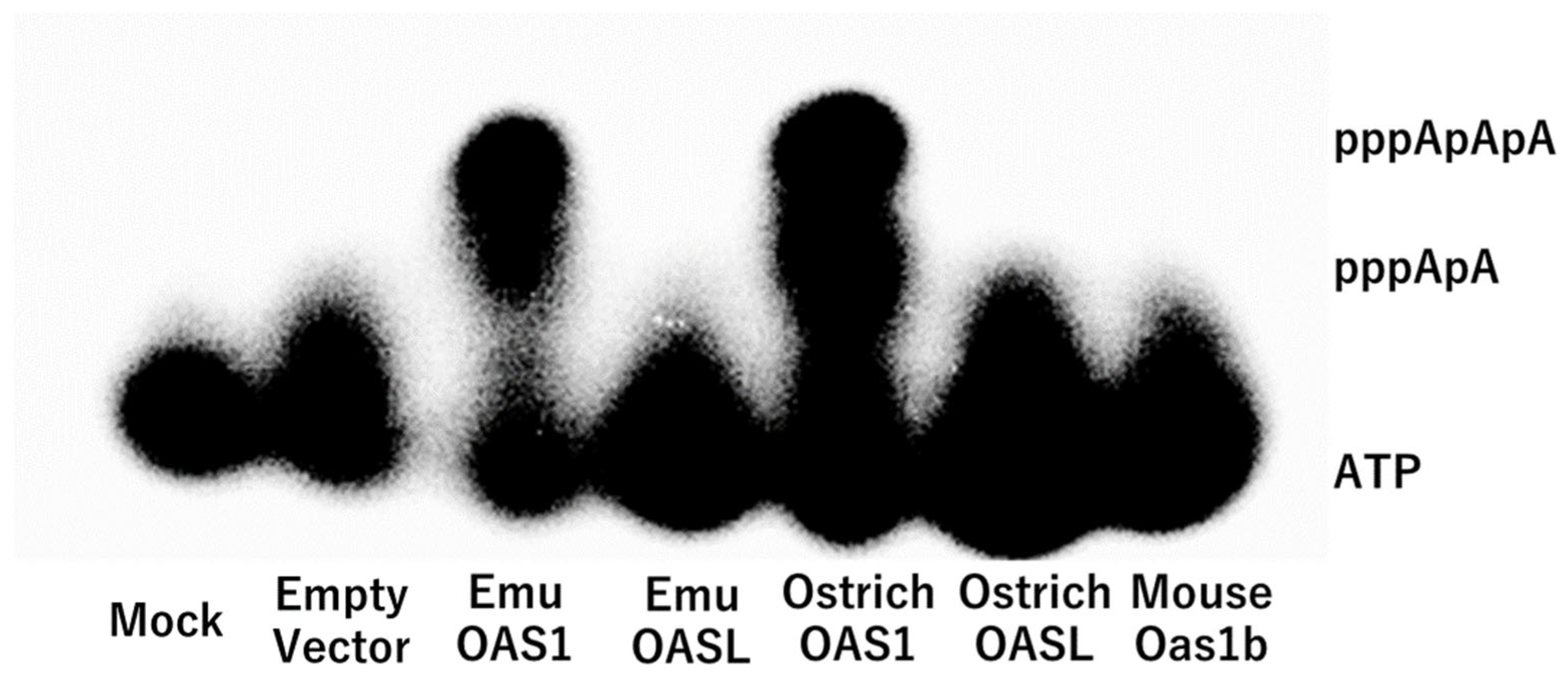 Animals 14 01579 g002