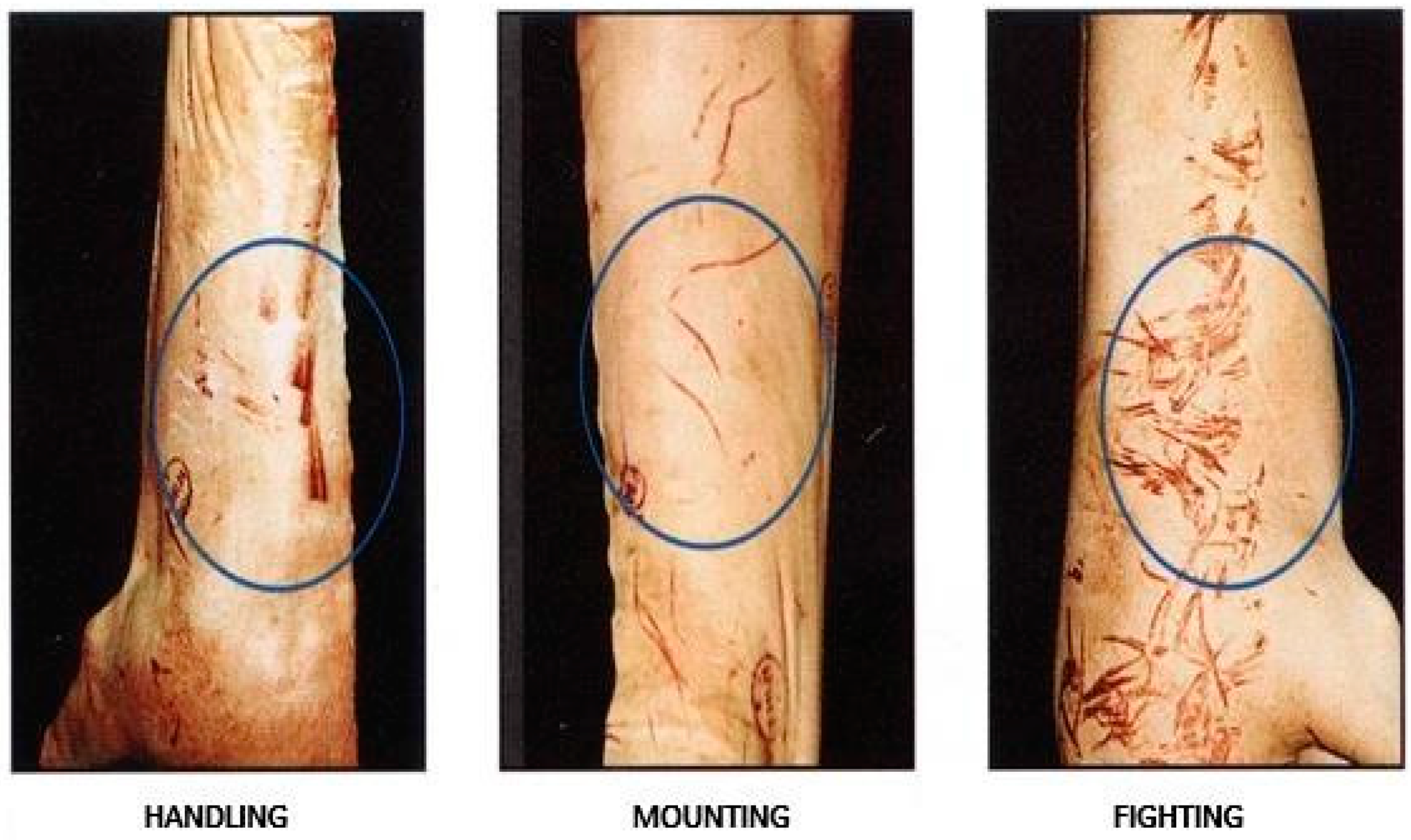 Animals 14 01591 g004