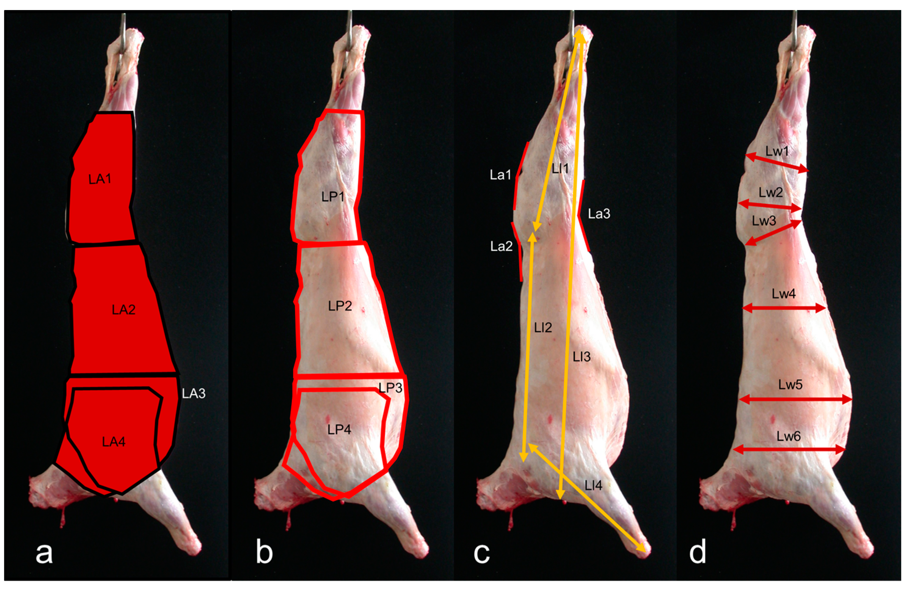 Animals 14 01593 g001