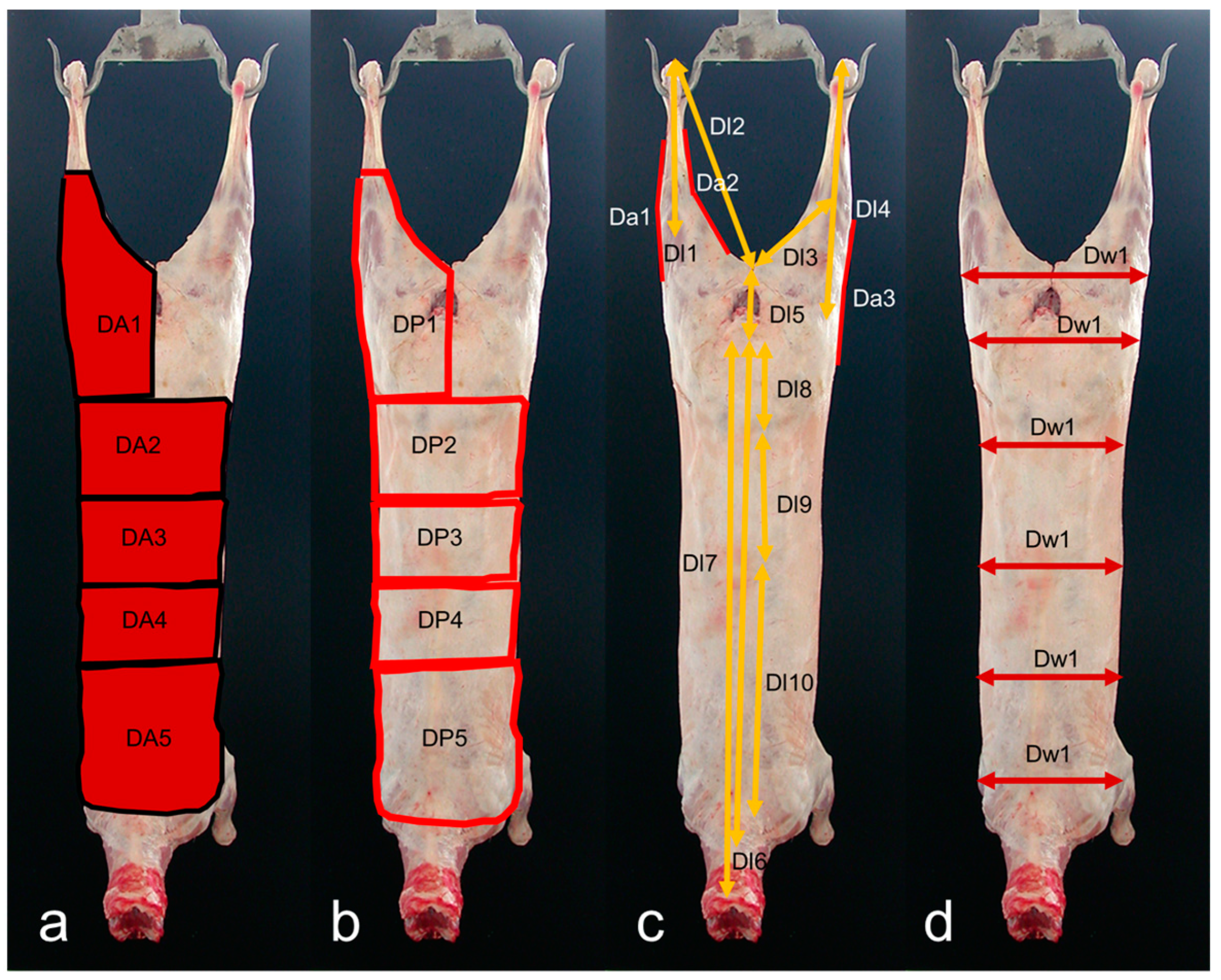 Animals 14 01593 g002
