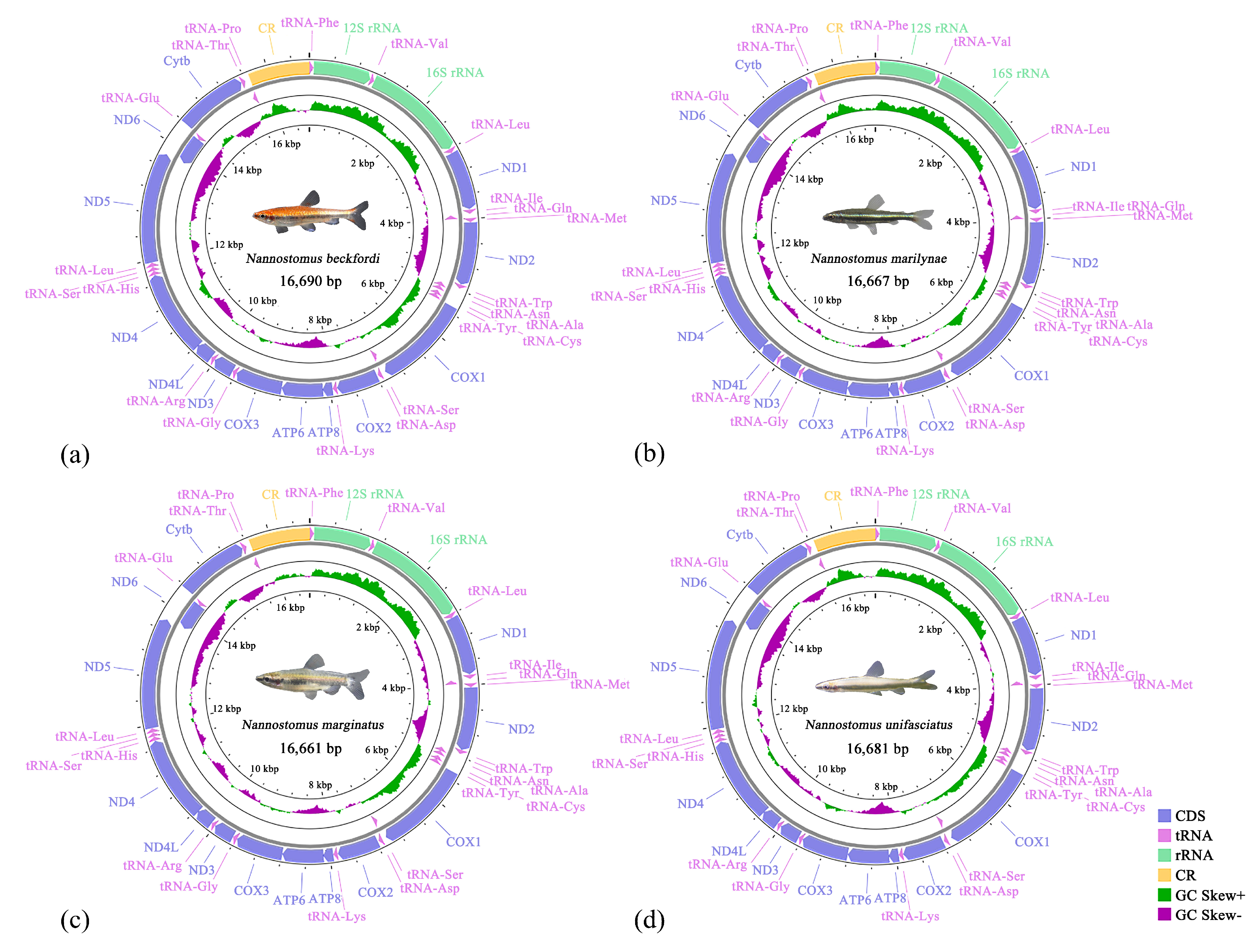 Animals 14 01598 g001