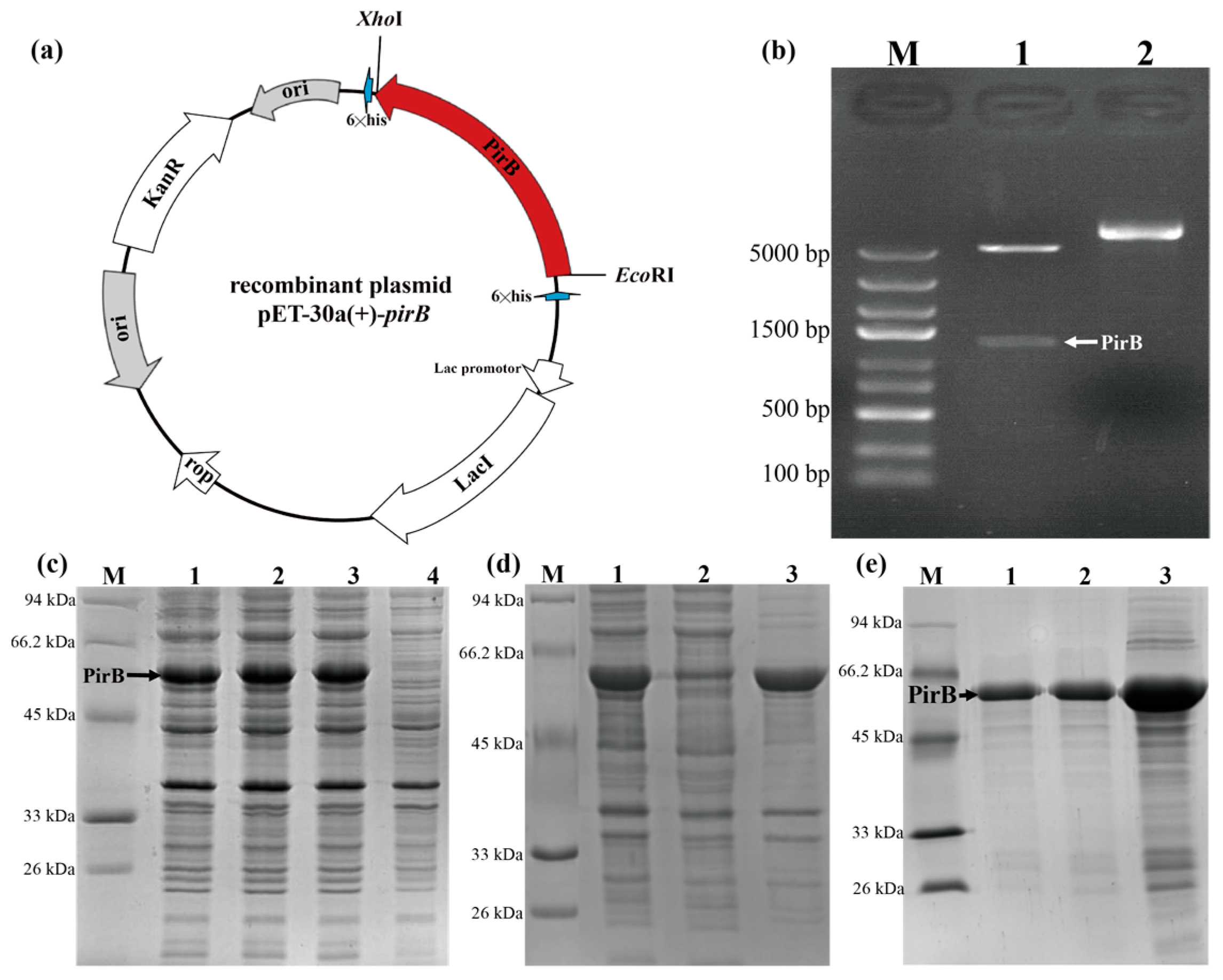 Animals 14 01600 g001
