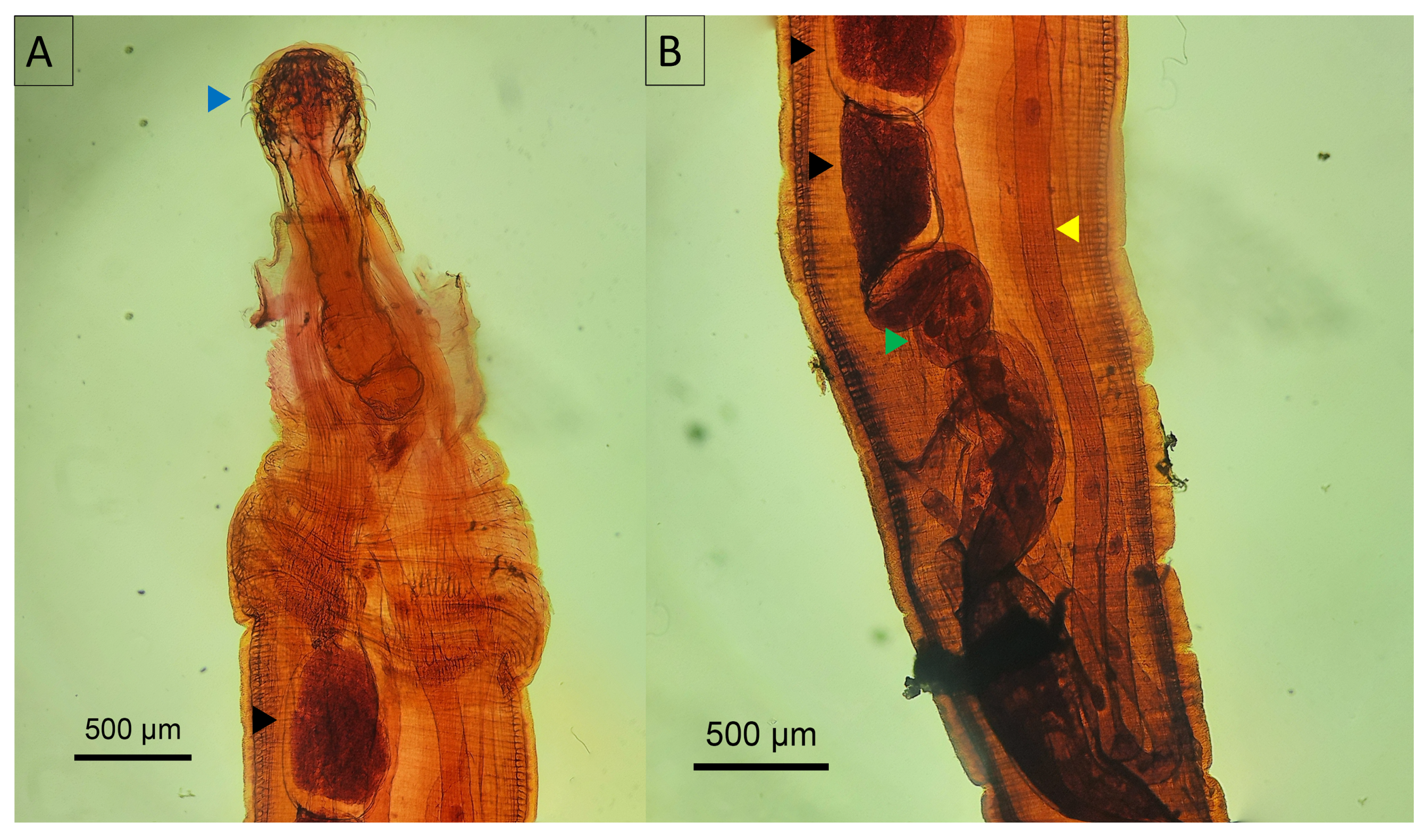 Animals 14 01622 g006