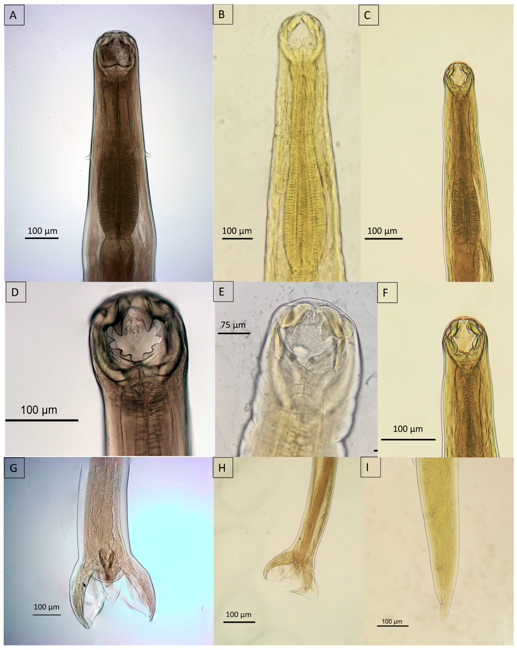 Animals 14 01622 g008