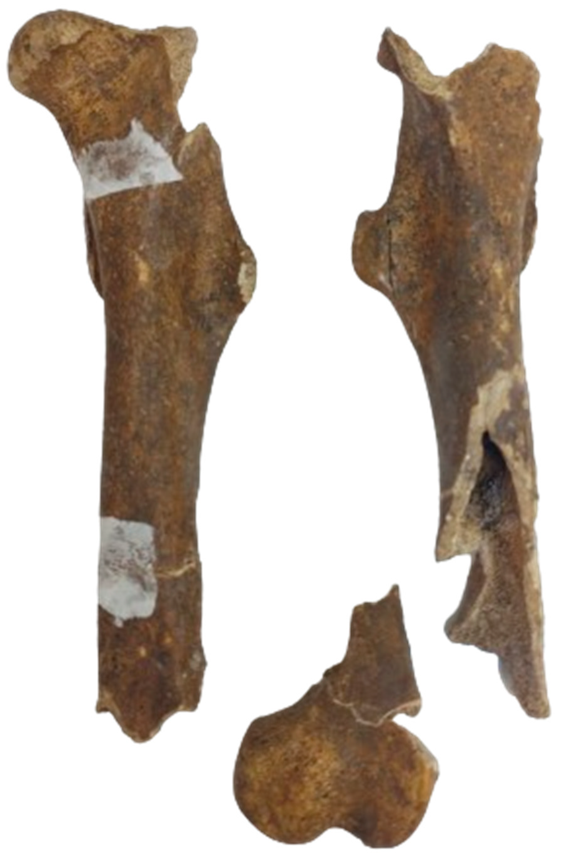 Animals 14 01624 g005 Animals 14 01624 g005