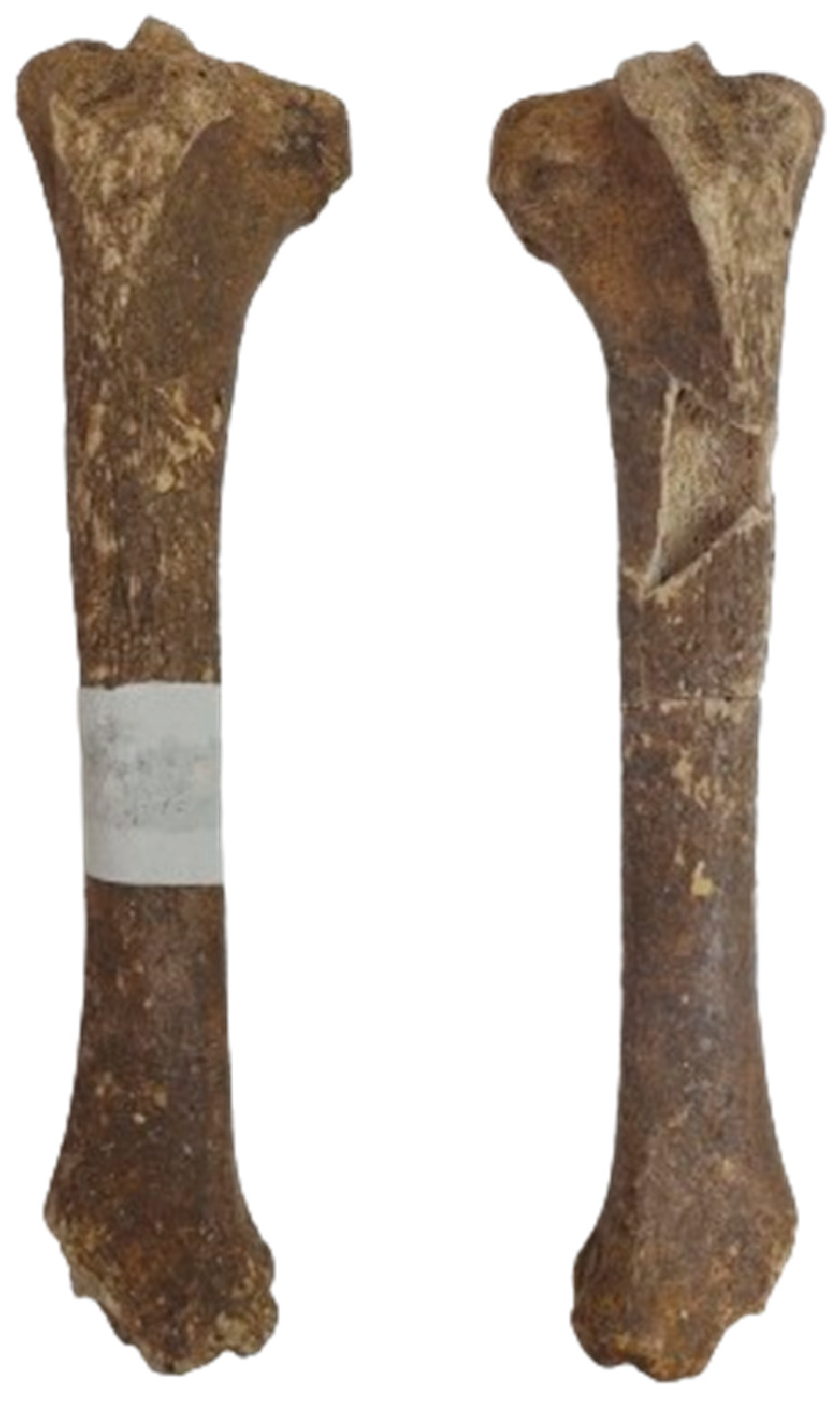 Animals 14 01624 g006 Animals 14 01624 g006