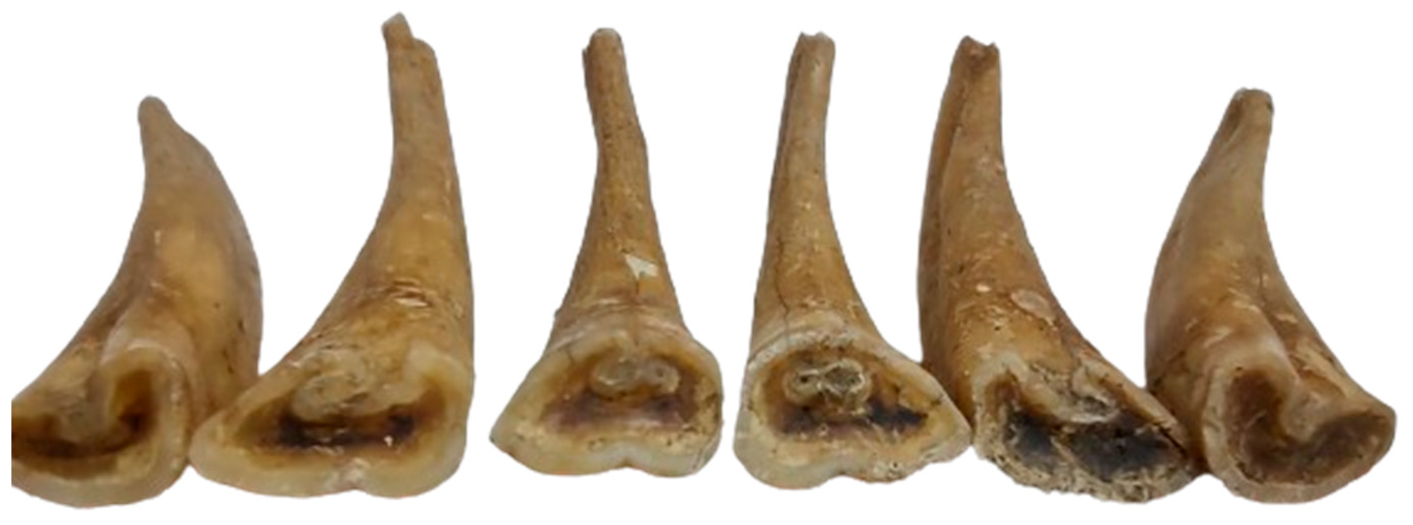 Animals 14 01624 g007 Animals 14 01624 g007