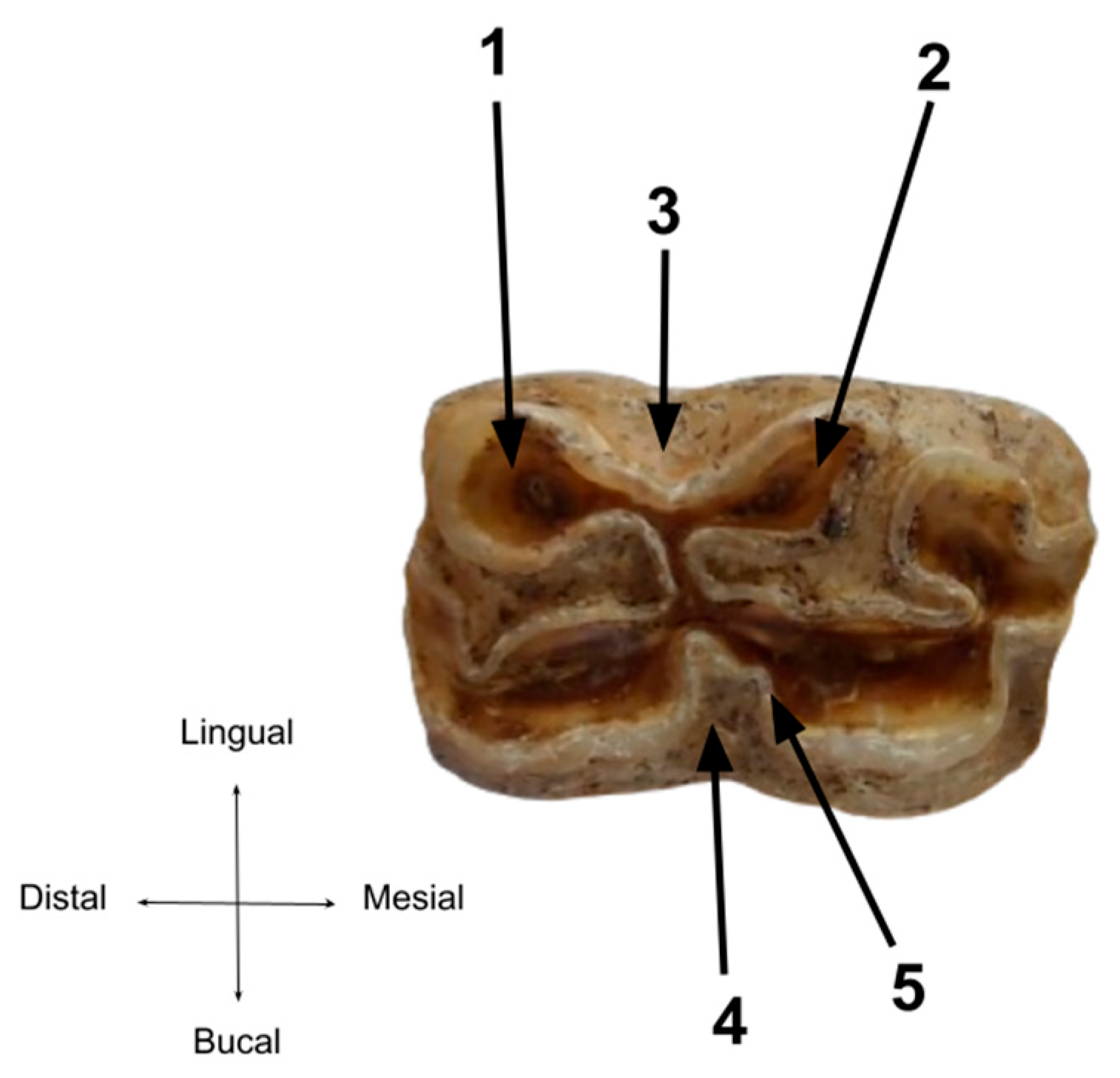 Animals 14 01624 g012 Animals 14 01624 g012