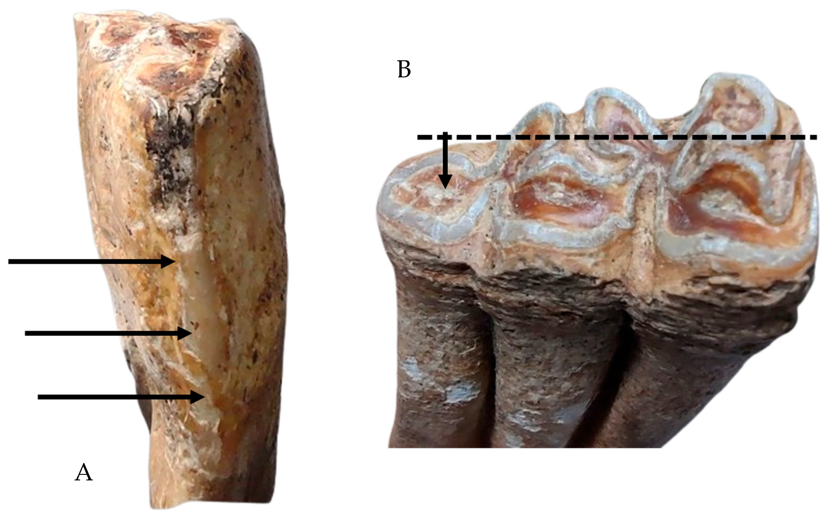 Animals 14 01624 g014 Animals 14 01624 g014