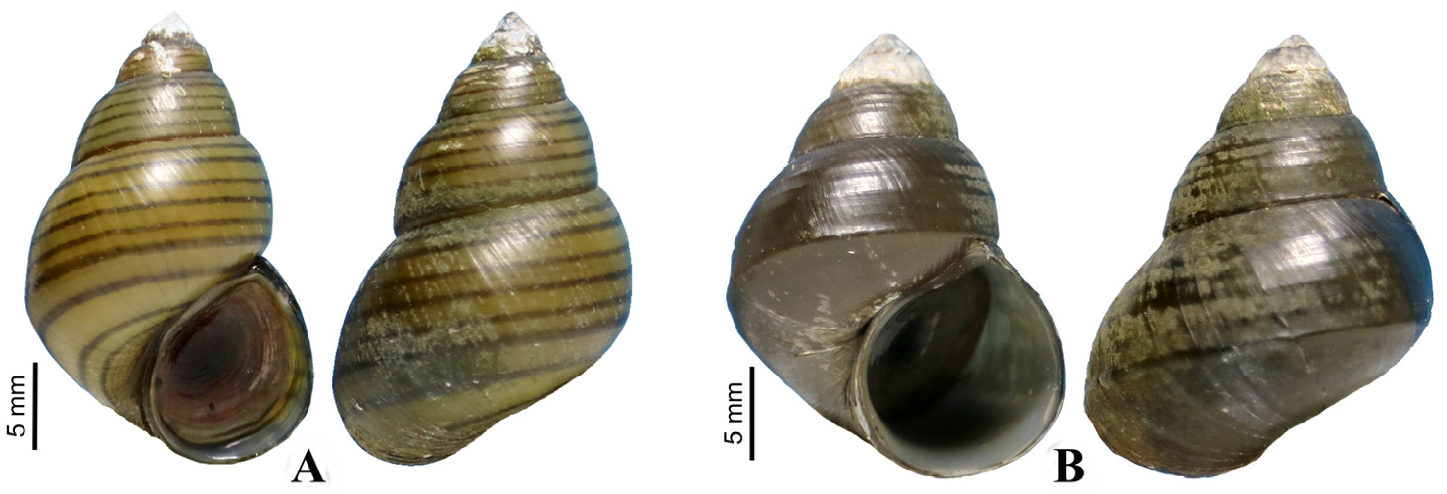 Animals 14 01627 g001