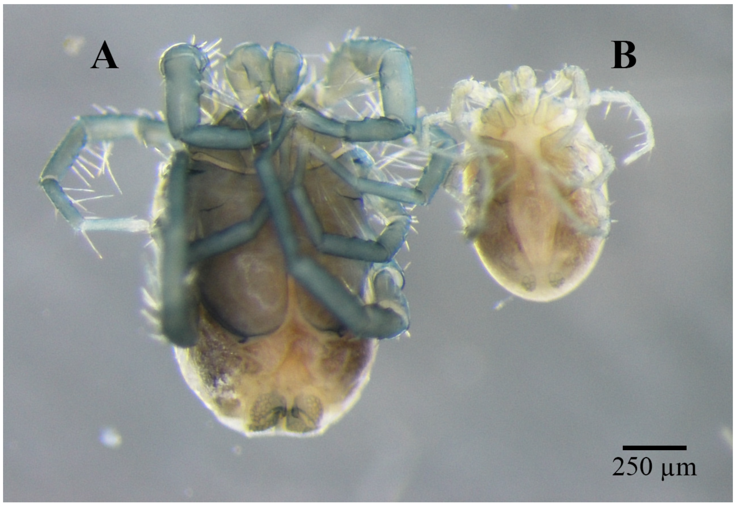 Animals 14 01627 g002