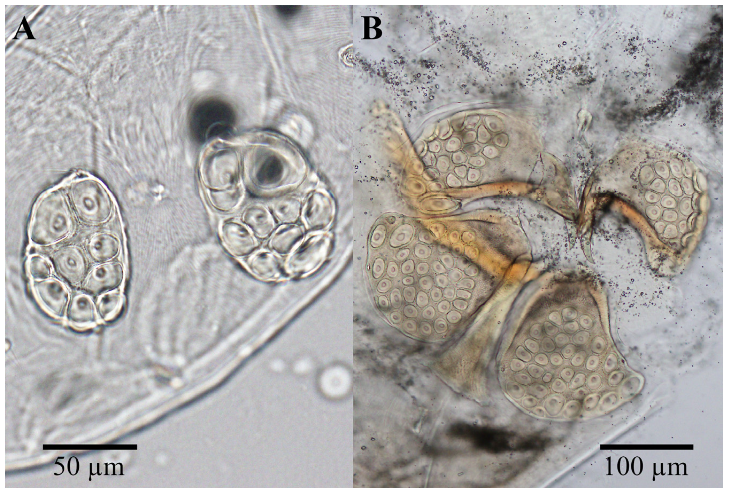 Animals 14 01627 g003