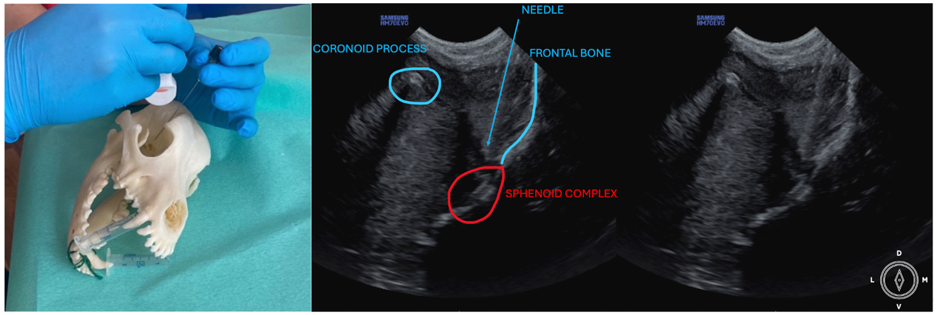 Animals 14 01643 g001