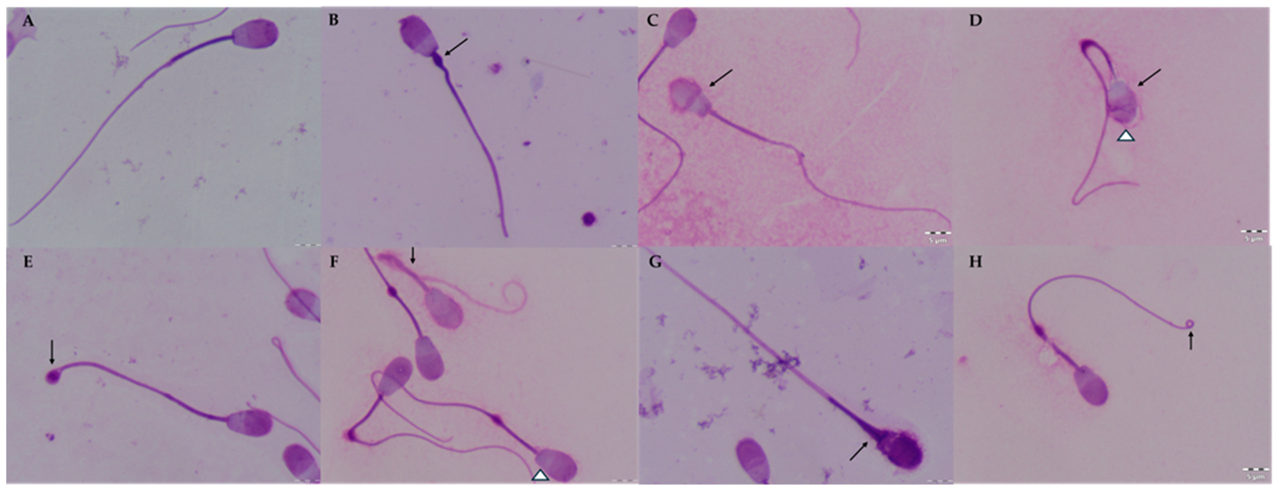 Animals 14 01653 g001